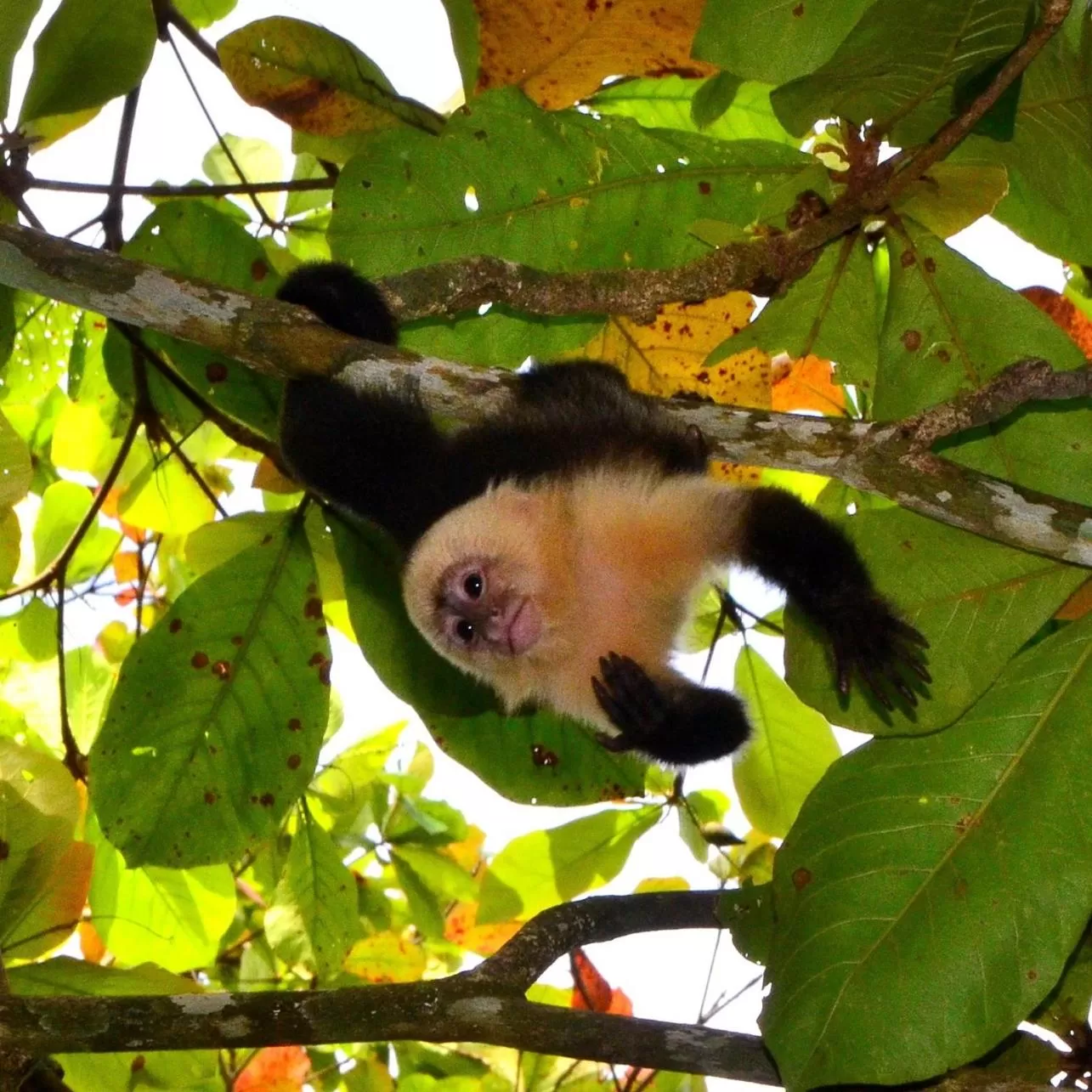 Animals, Other Animals in Mapi's Cabins