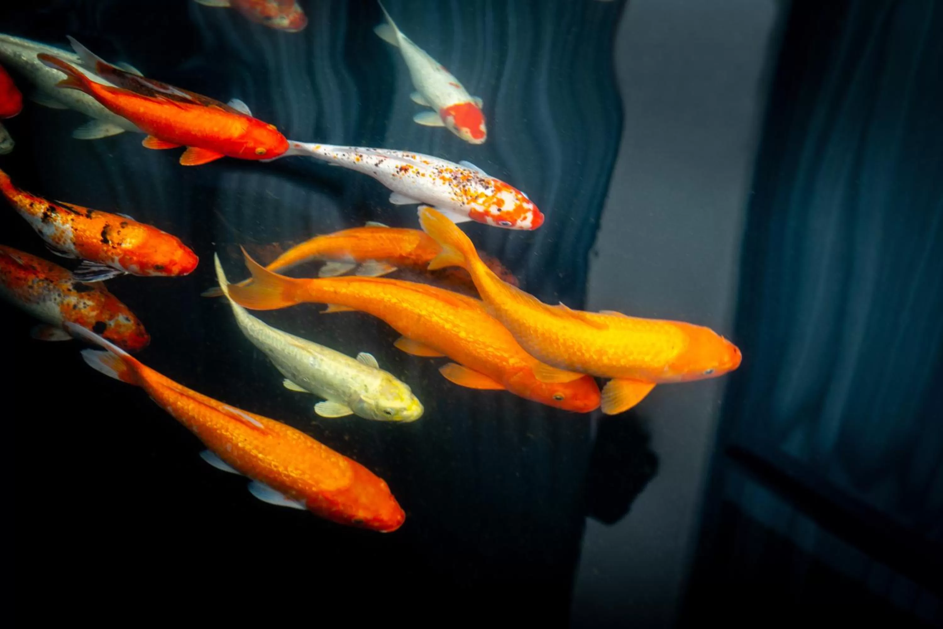 Garden in Becamex Hotel New City