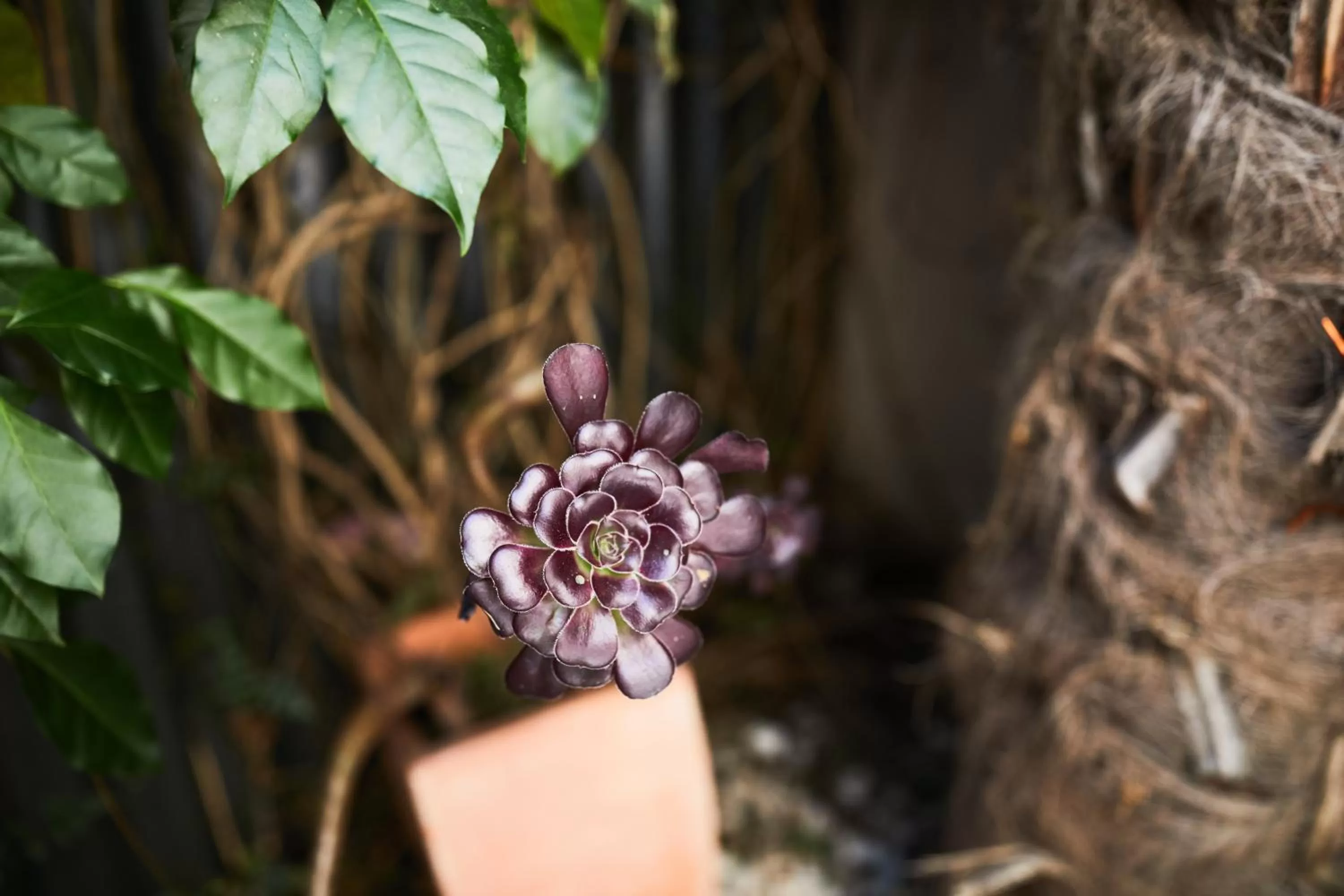 Blenheim Palms Motel