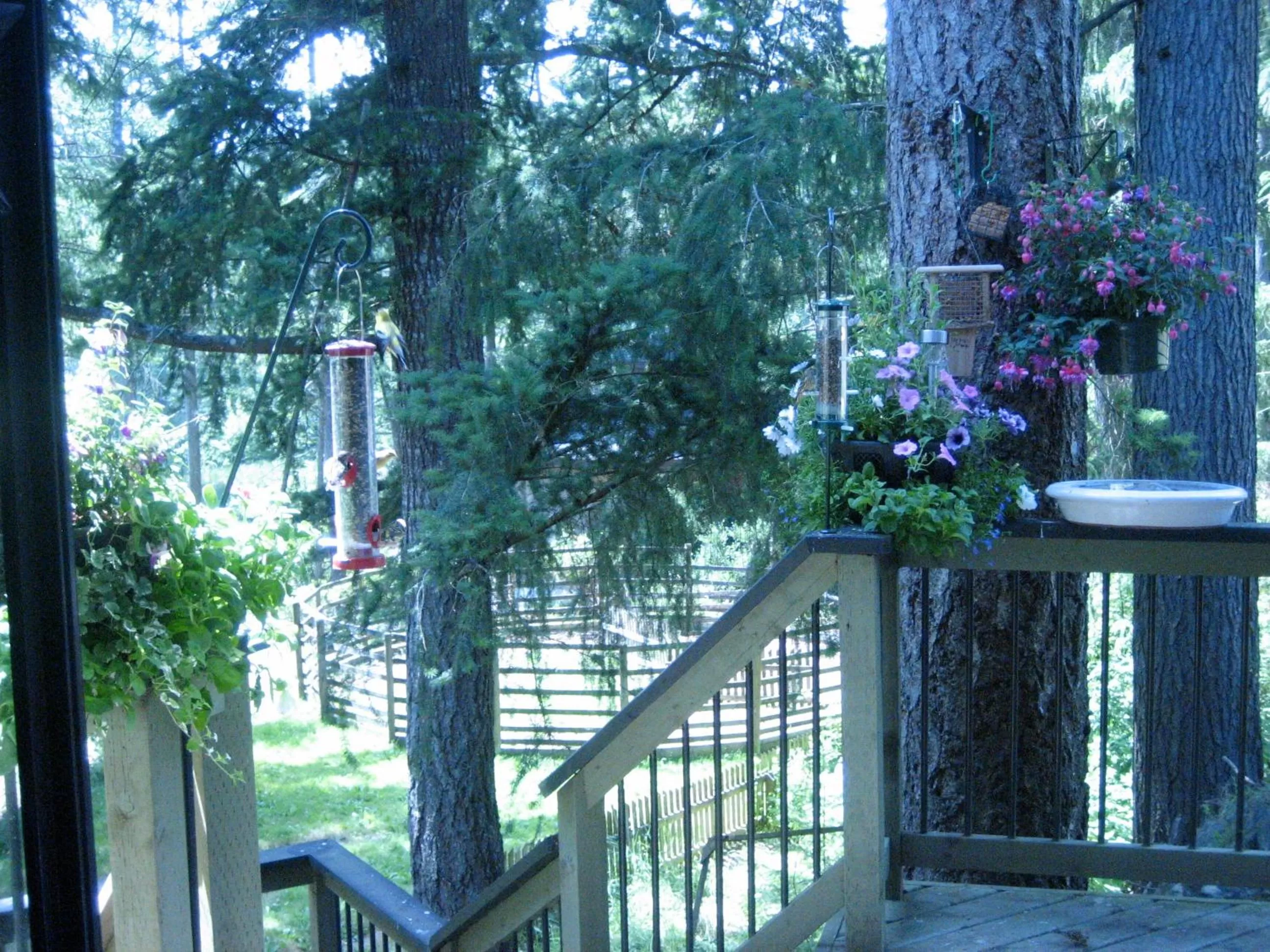 Misty Meadows B and B