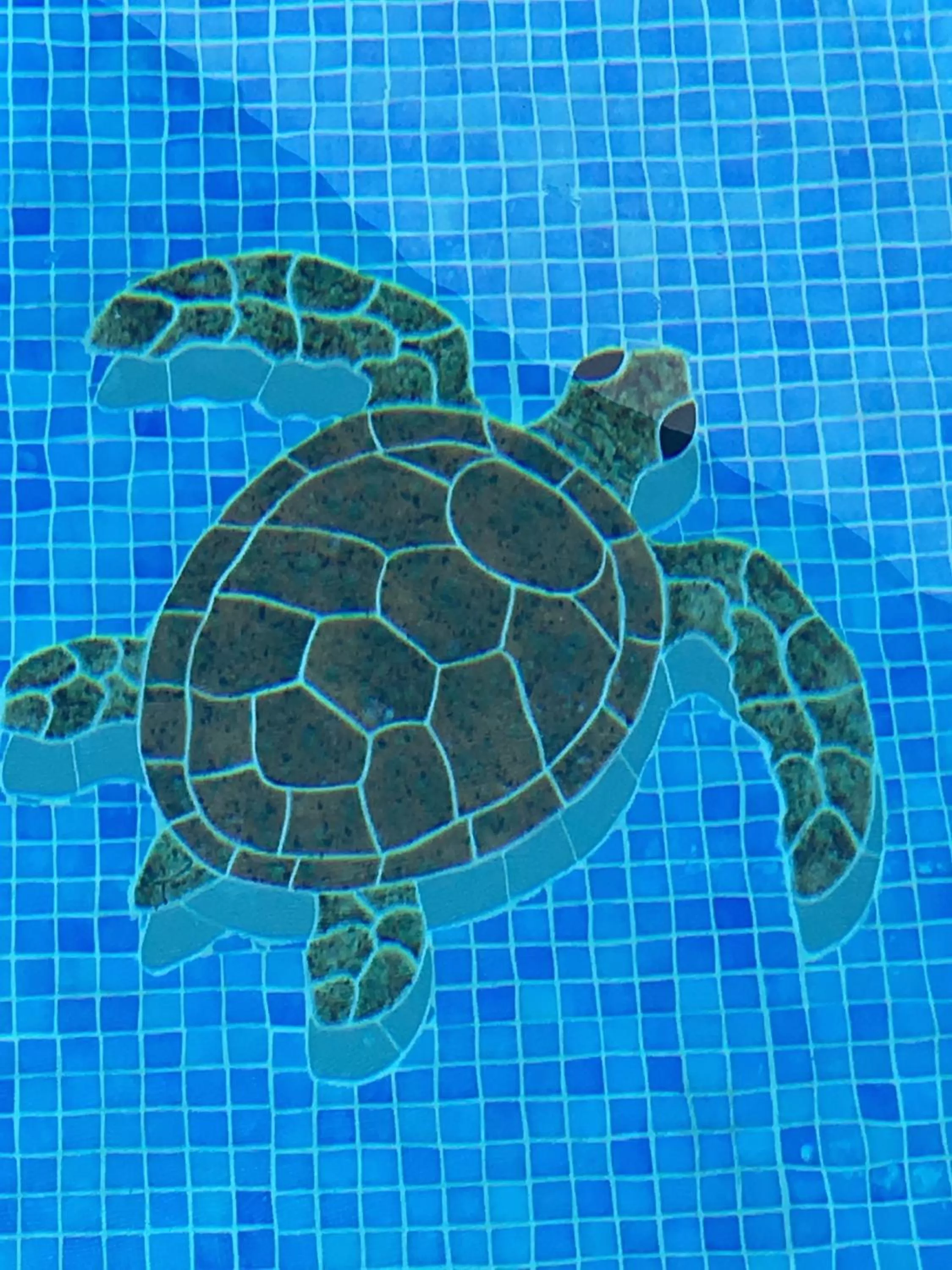 Swimming pool, Other Animals in Turtle Beach House