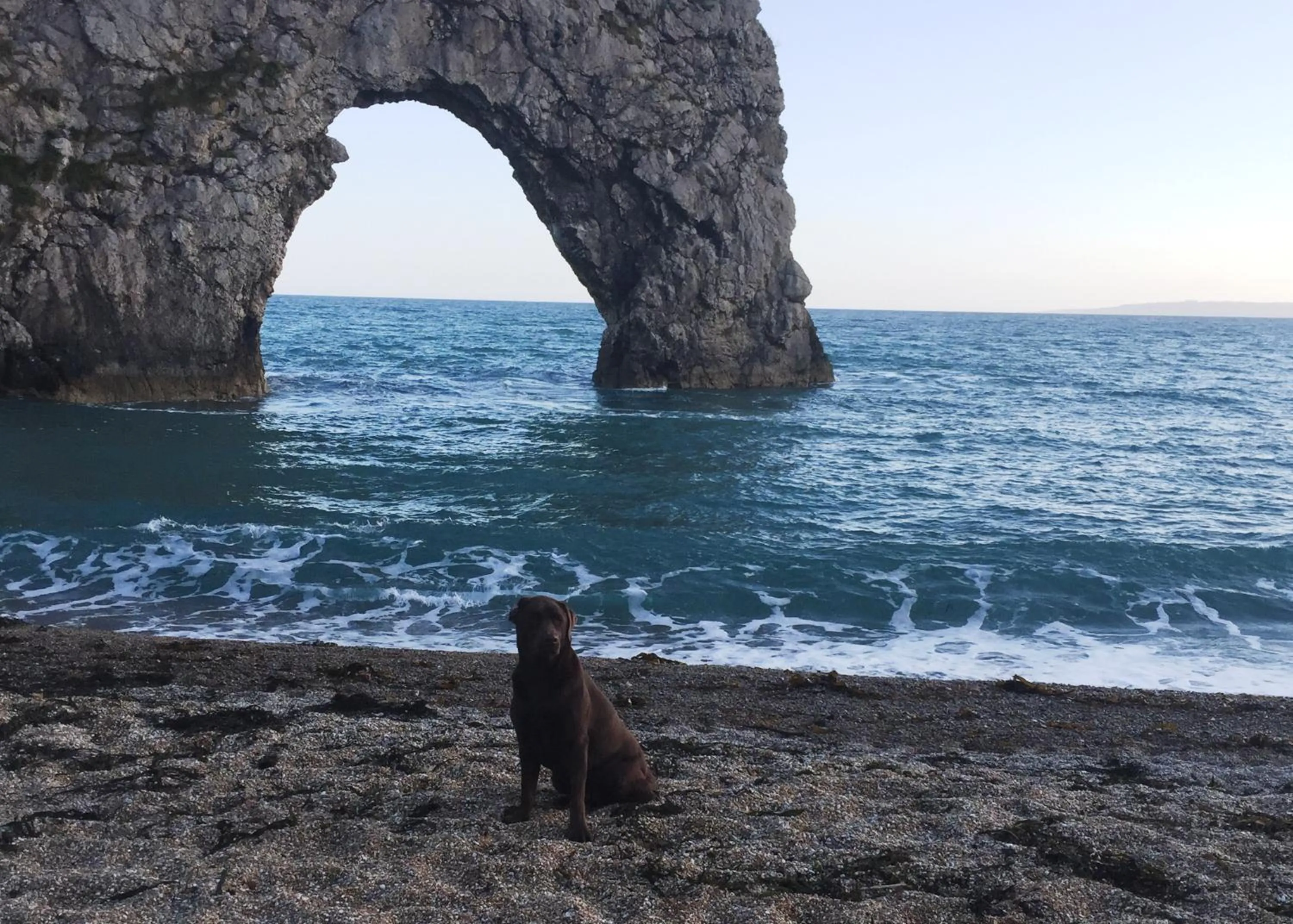 Pets in New Inn - Dorchester