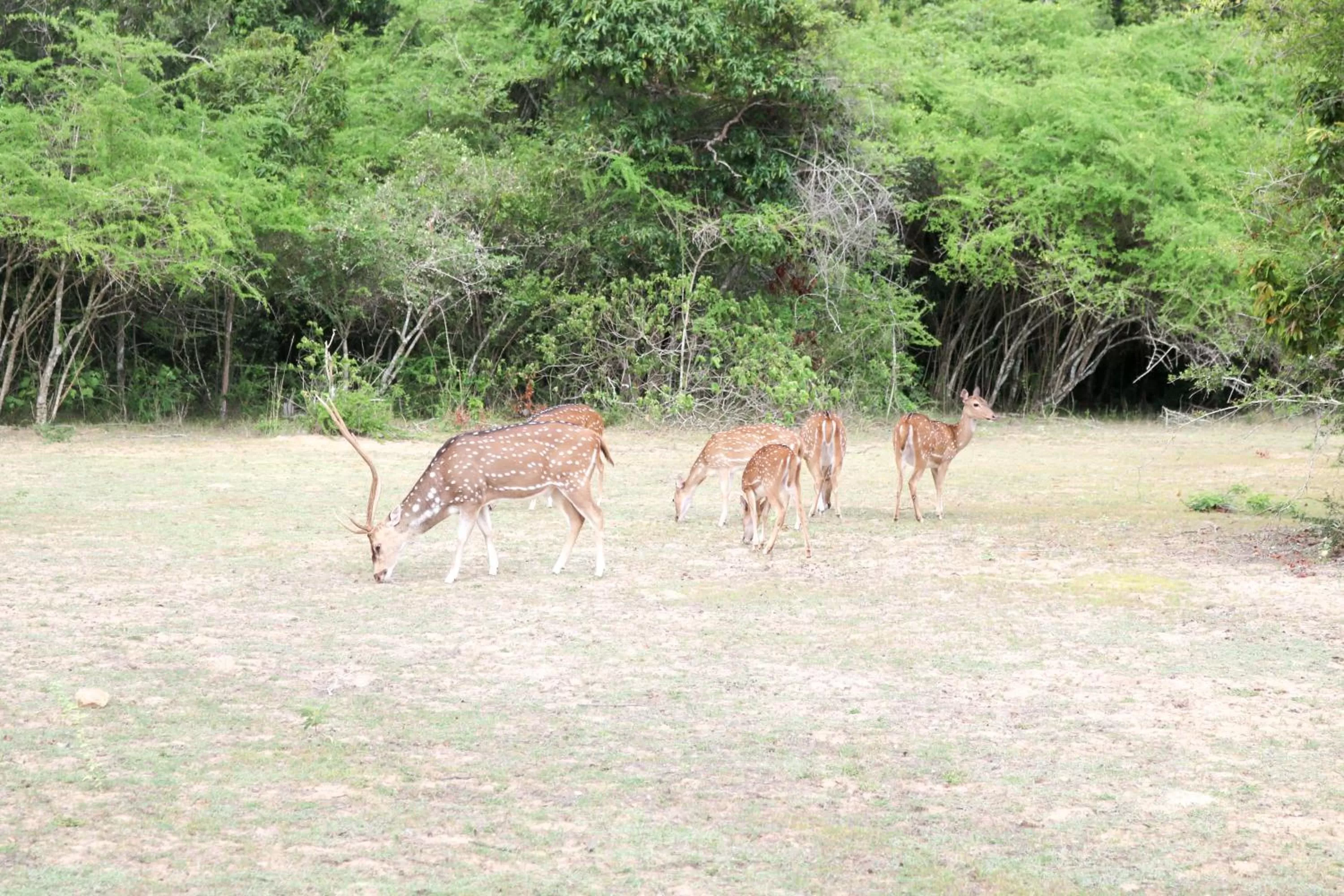 Animals, Other Animals in Divine Villa