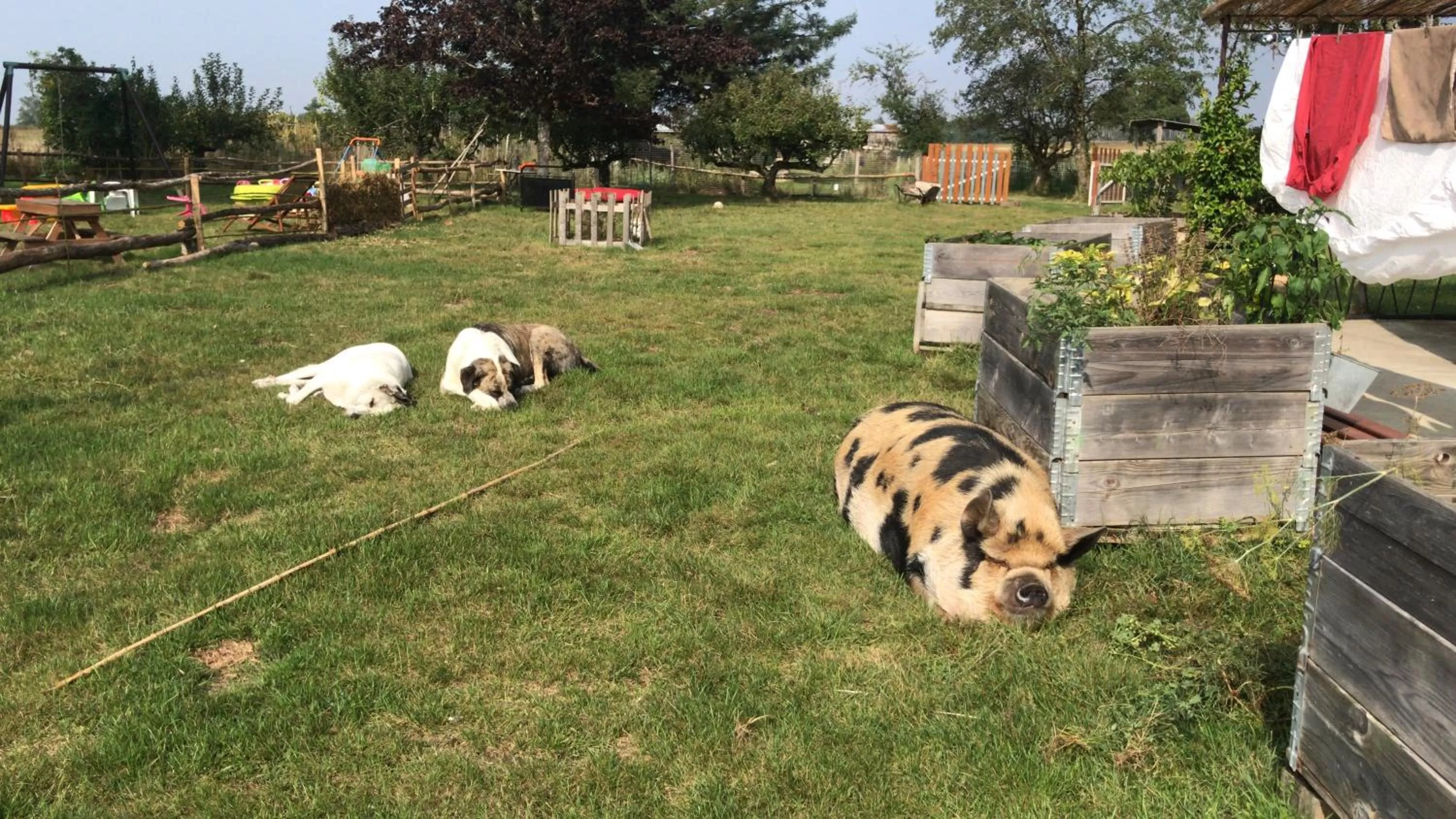 Pets in Chez Gustave & Compagnie