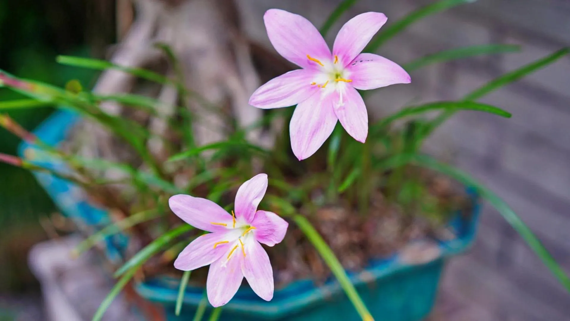 Decorative detail in Yangshuo Village Inn Boutique Hotel