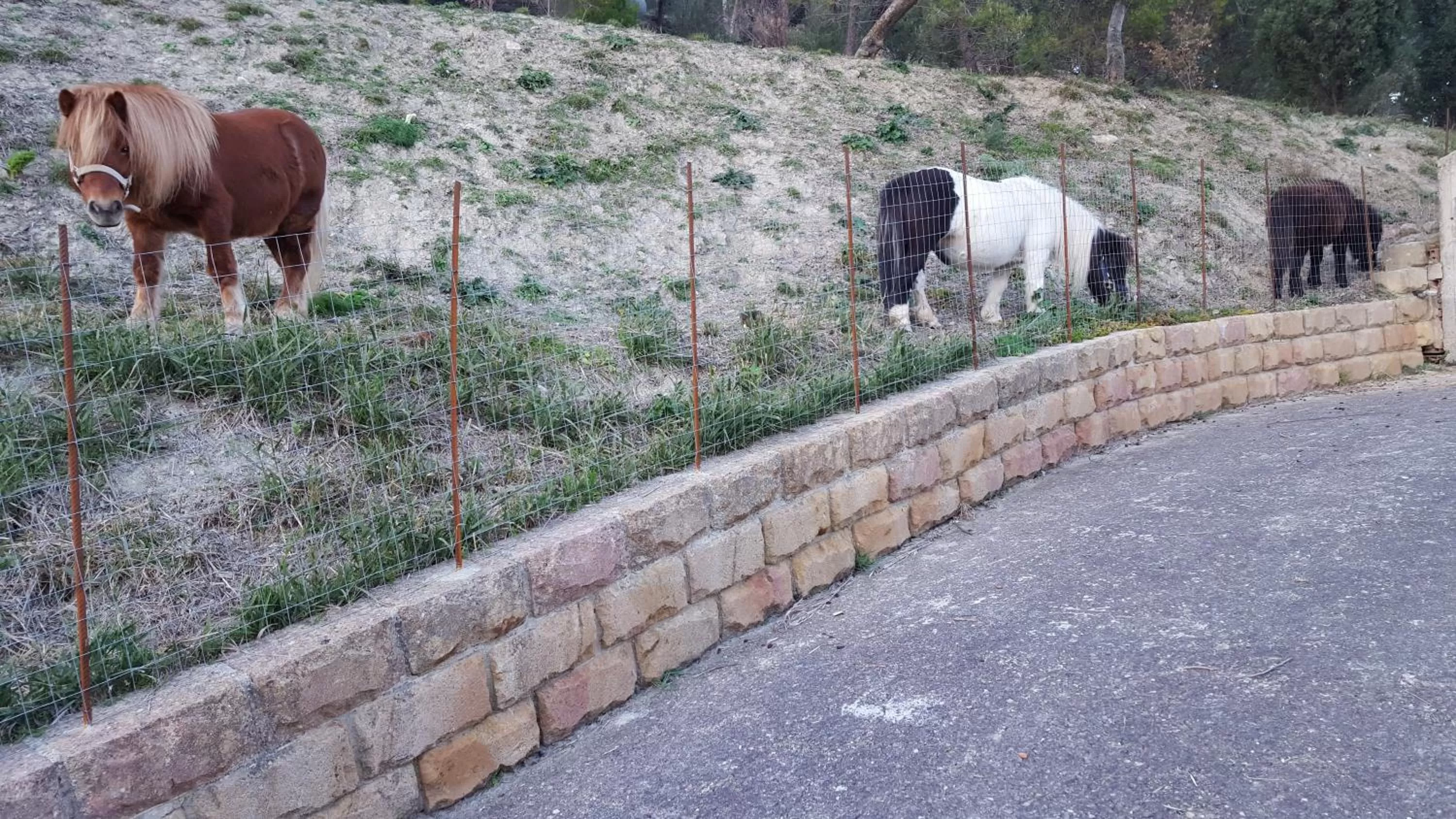 Animals in B&B da Pietro