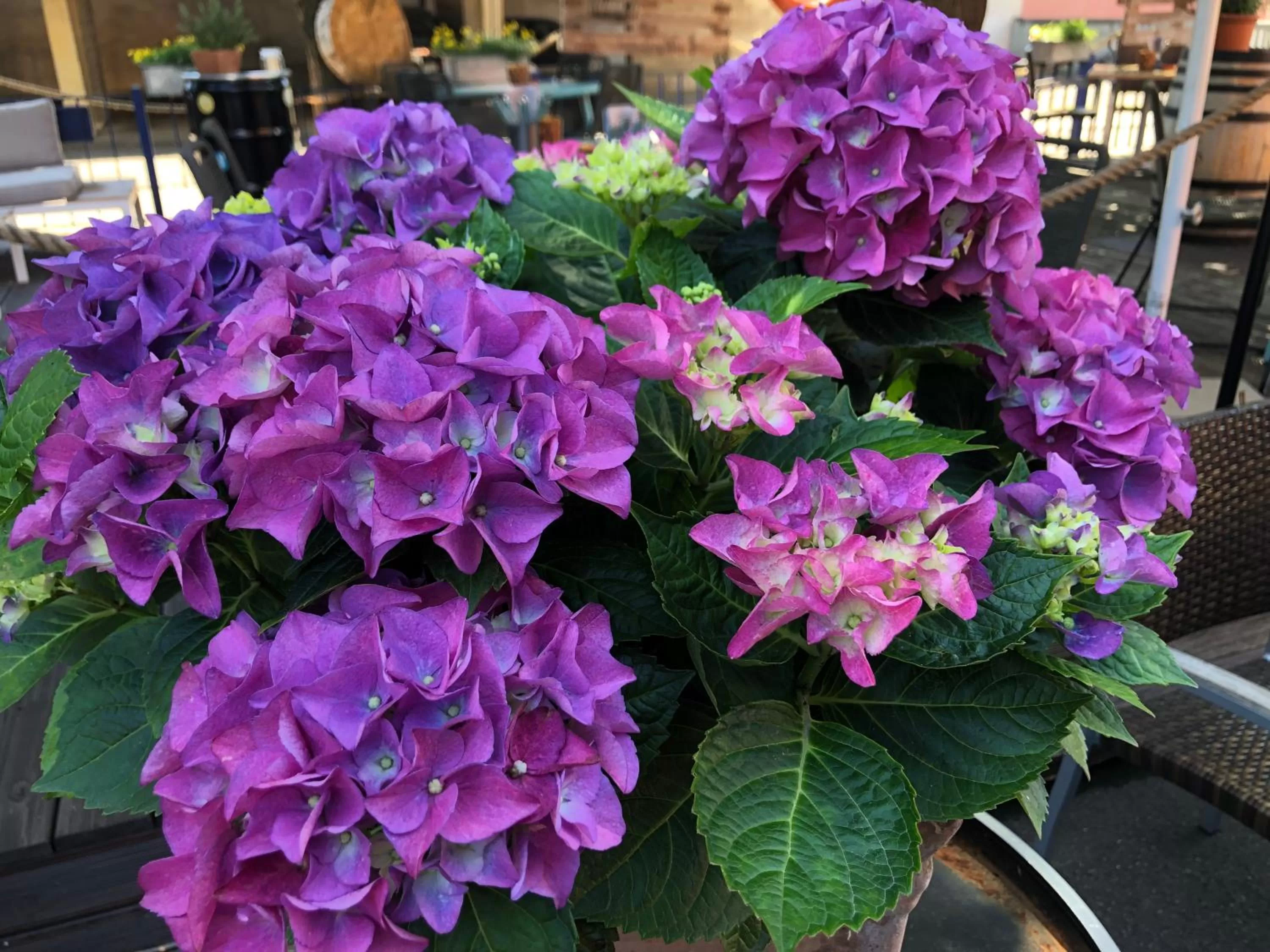 Hafen 17 Hotel Küche Bar