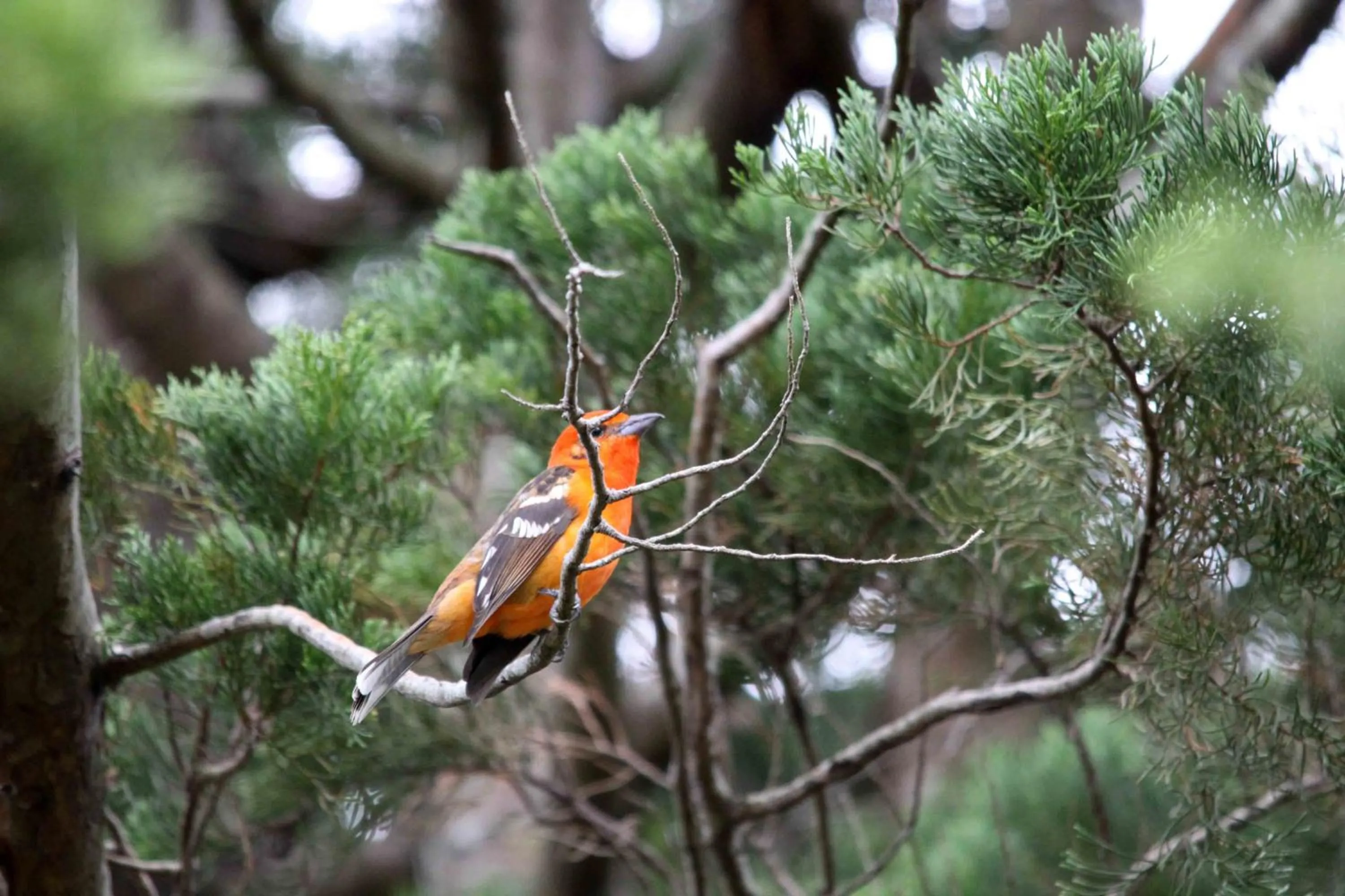 Day in Poas Volcano Lodge