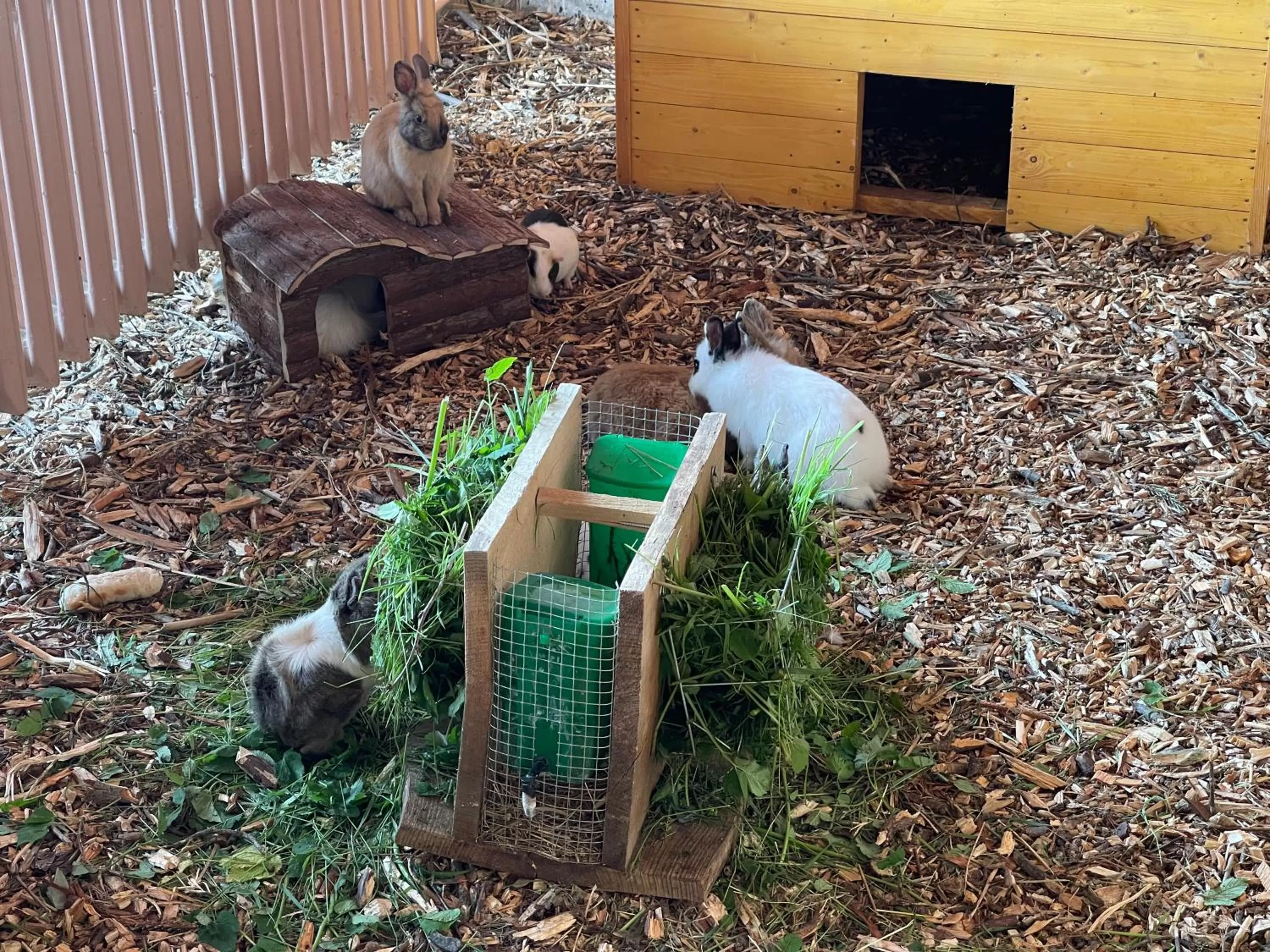 Animals in Hotel Lugsteinhof