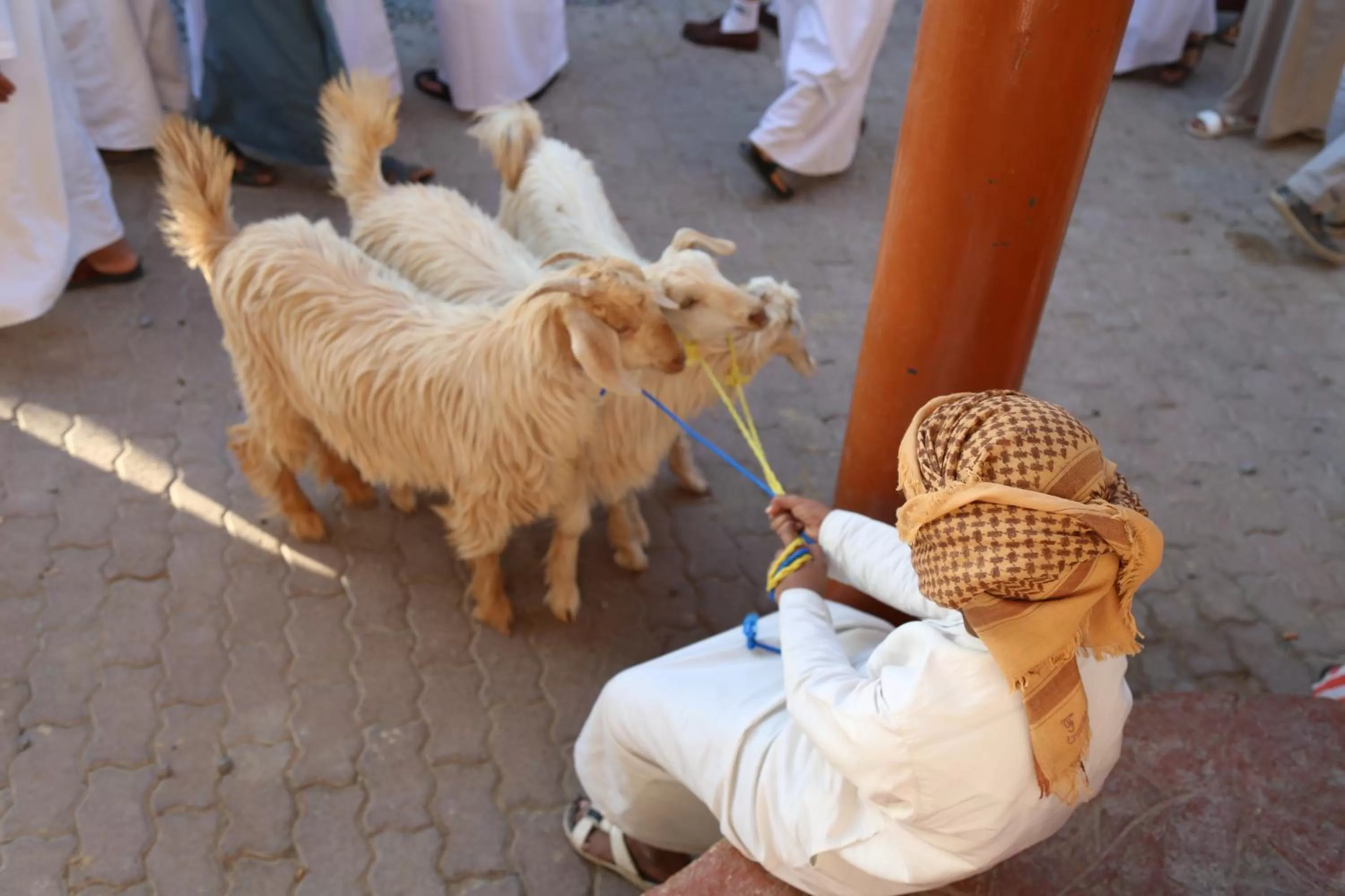 Pets in Nizwa Heritage Inn