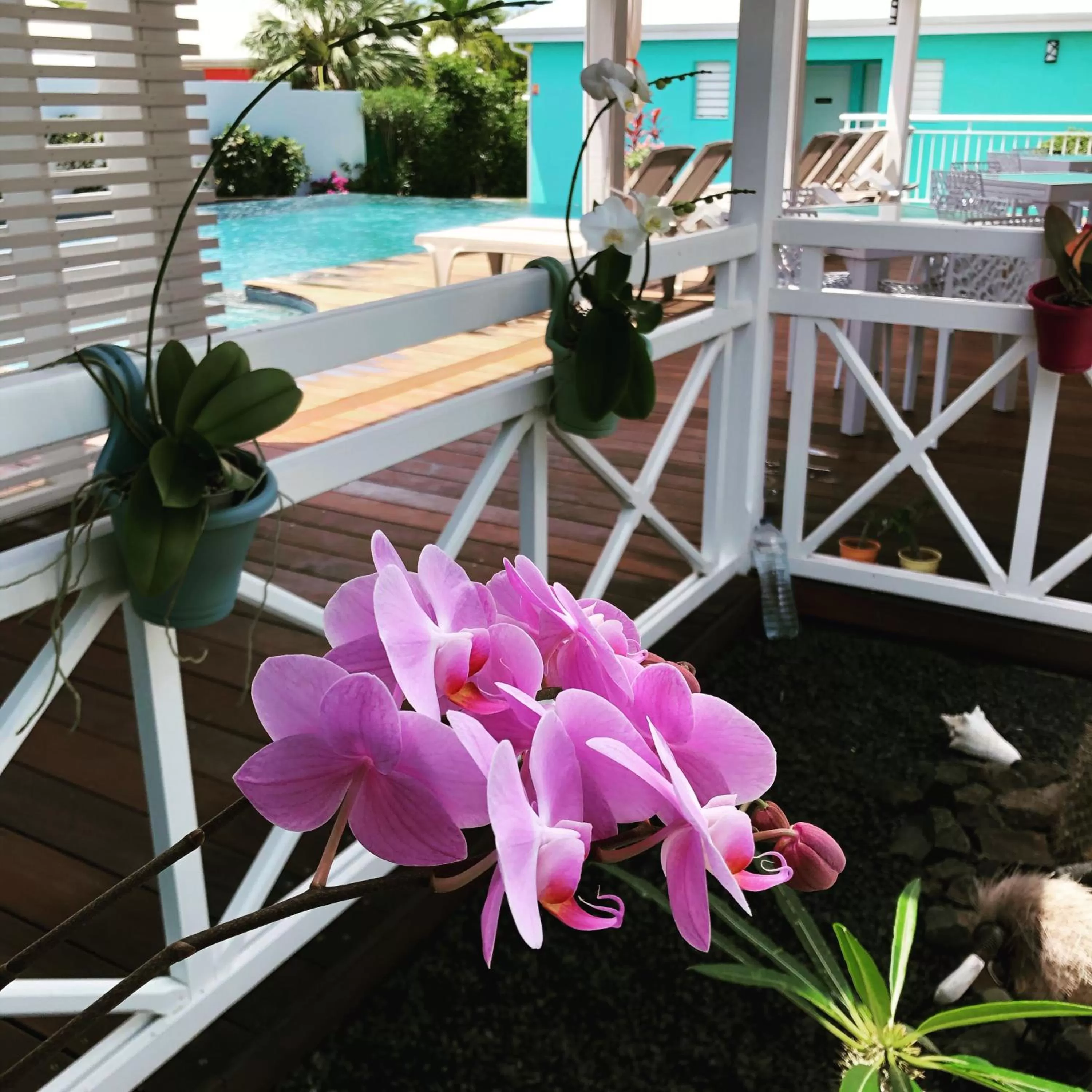 Patio, Pool View in Hôtel La Christophine