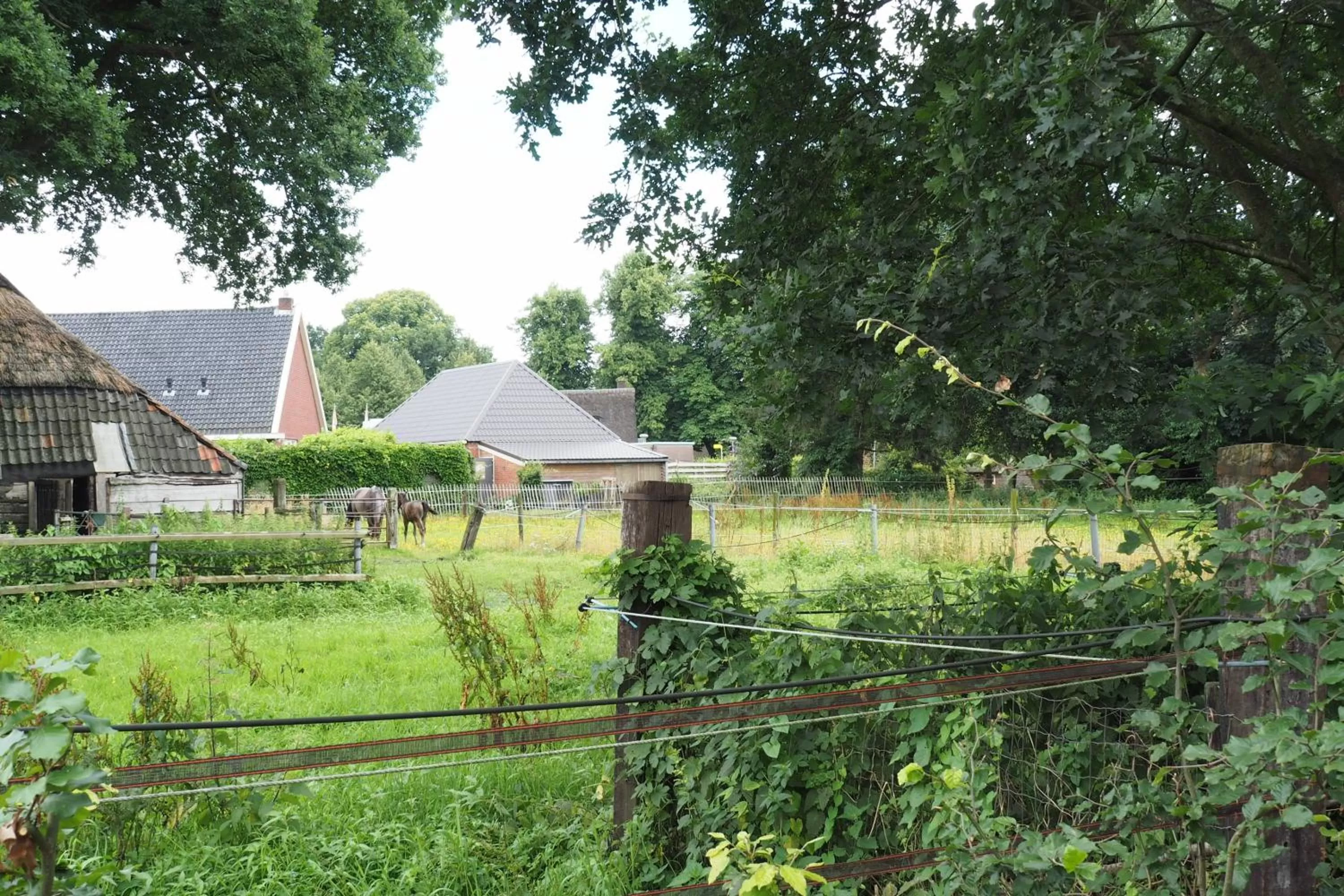 Animals in Het Centrum