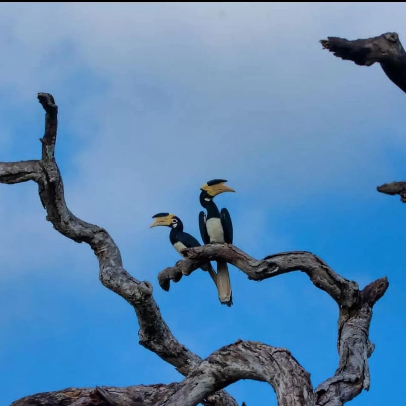 Other Animals in Jungle river humbhaha hostel