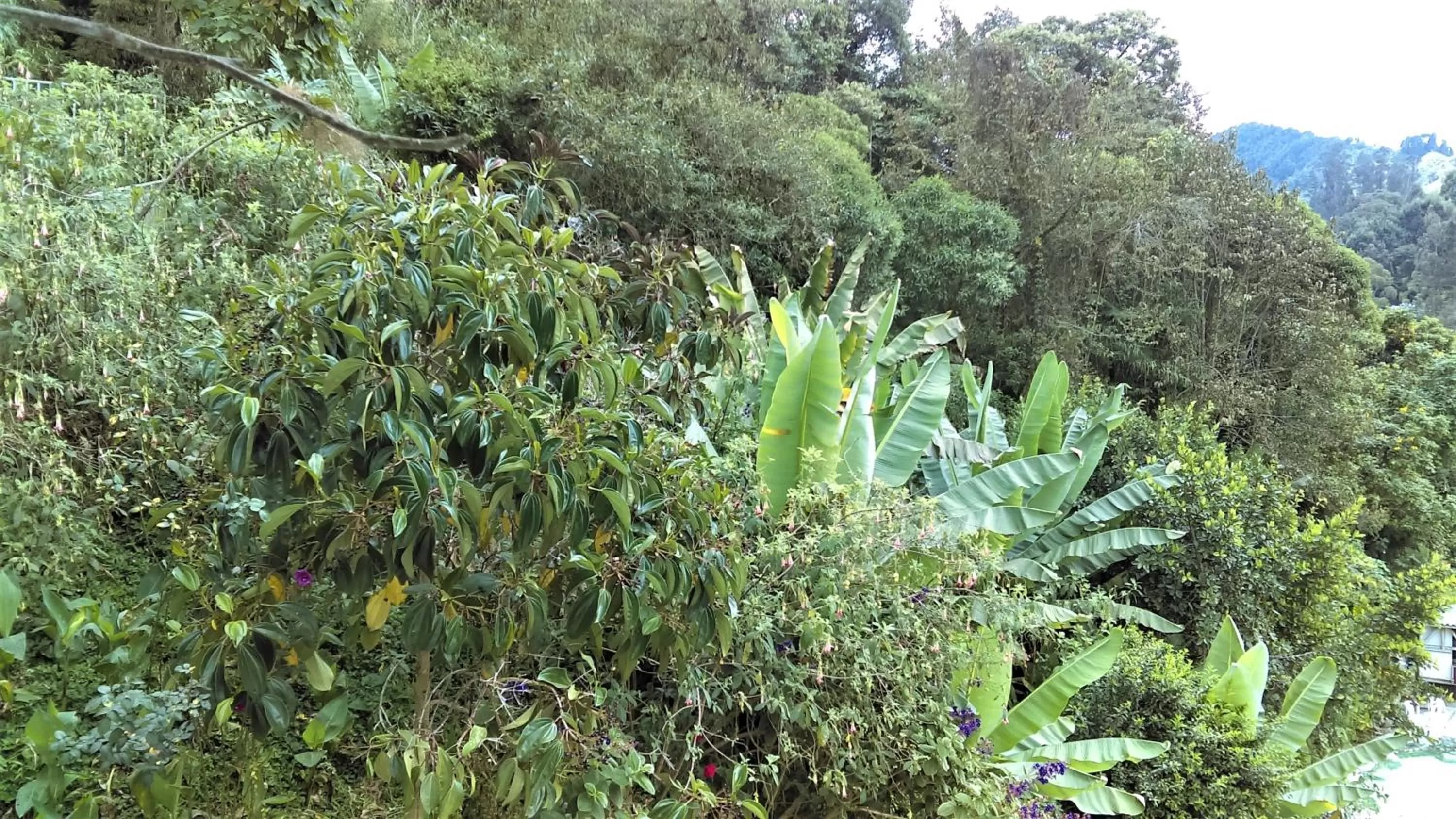 Natural landscape in Hotel Termales Tierra Viva