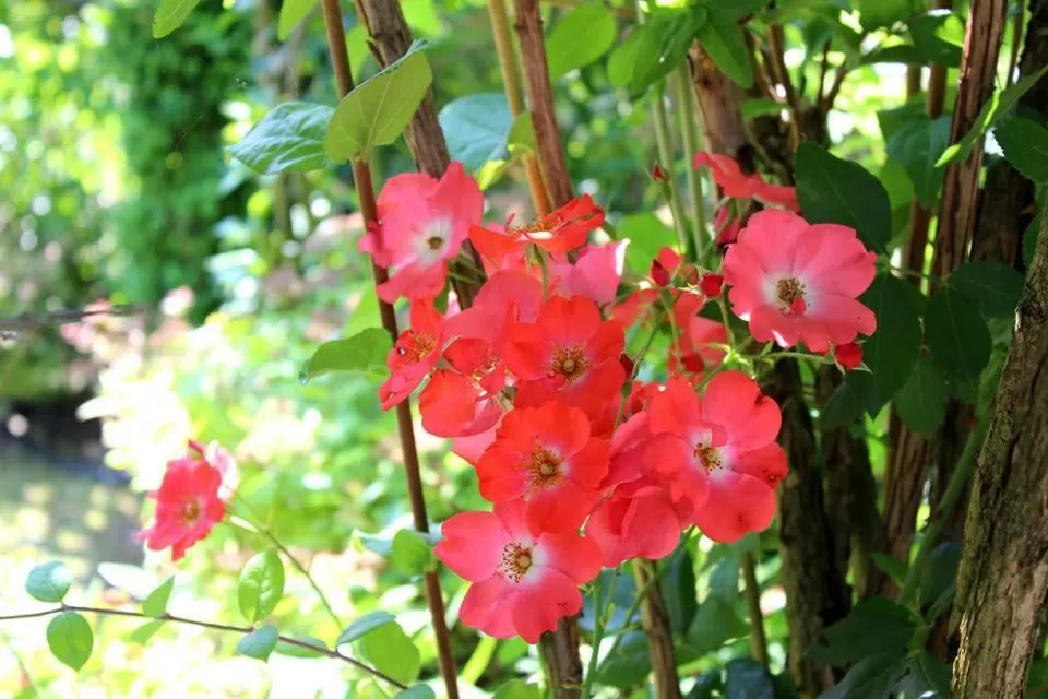 Day in Joia Hotel & Luxury Apartments RTA