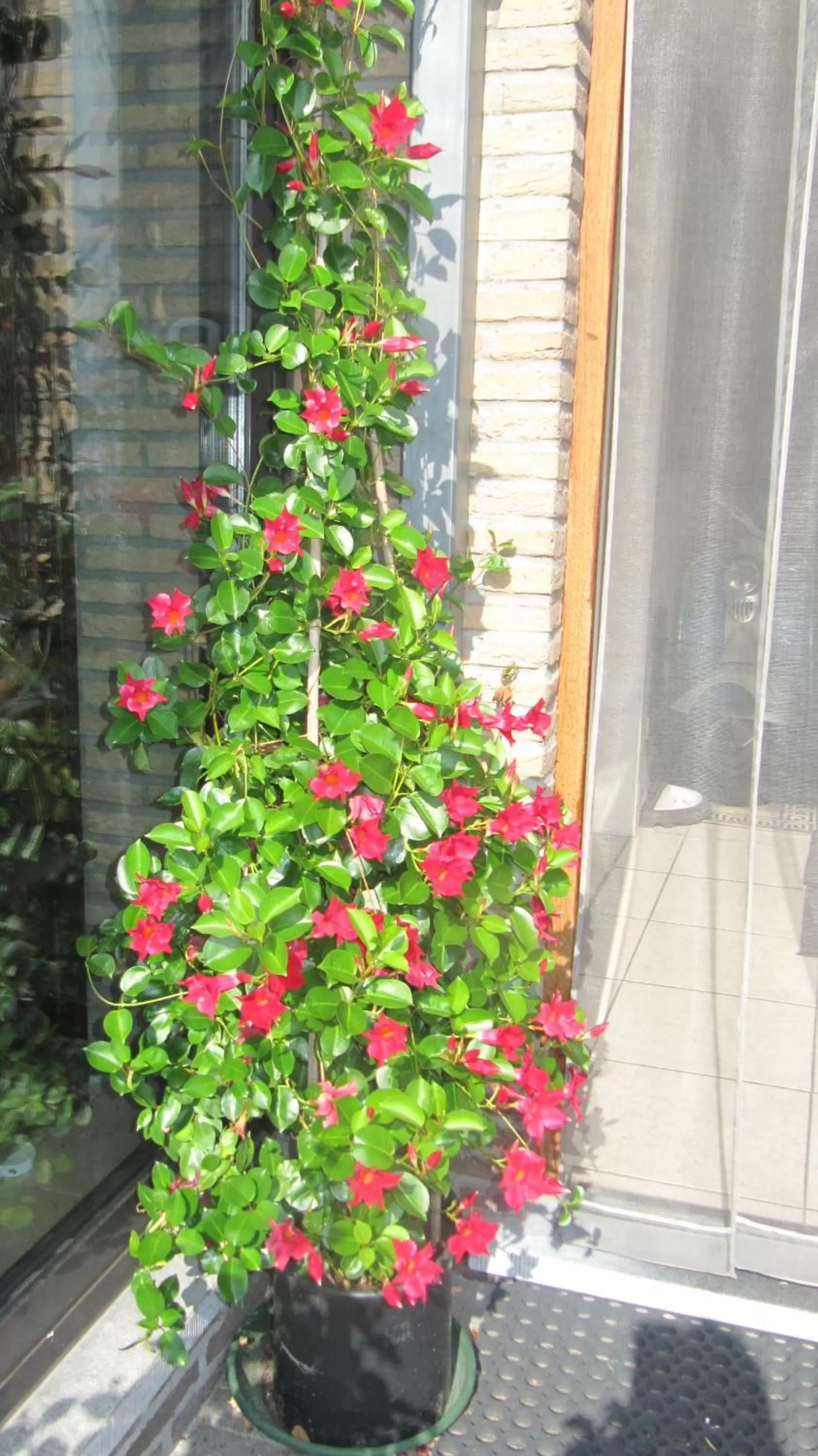 Decorative detail in B&B Casa Roman & Vakantiewoning voor 1 pers tot max 32 personen