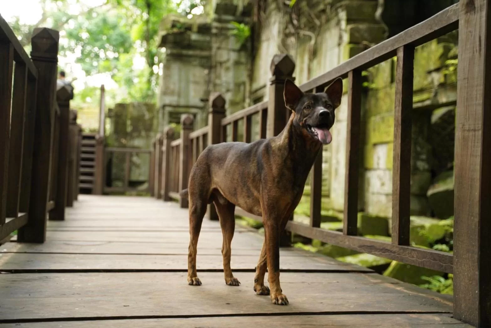 DEN HOTEL TOTONOU SIEM REAP