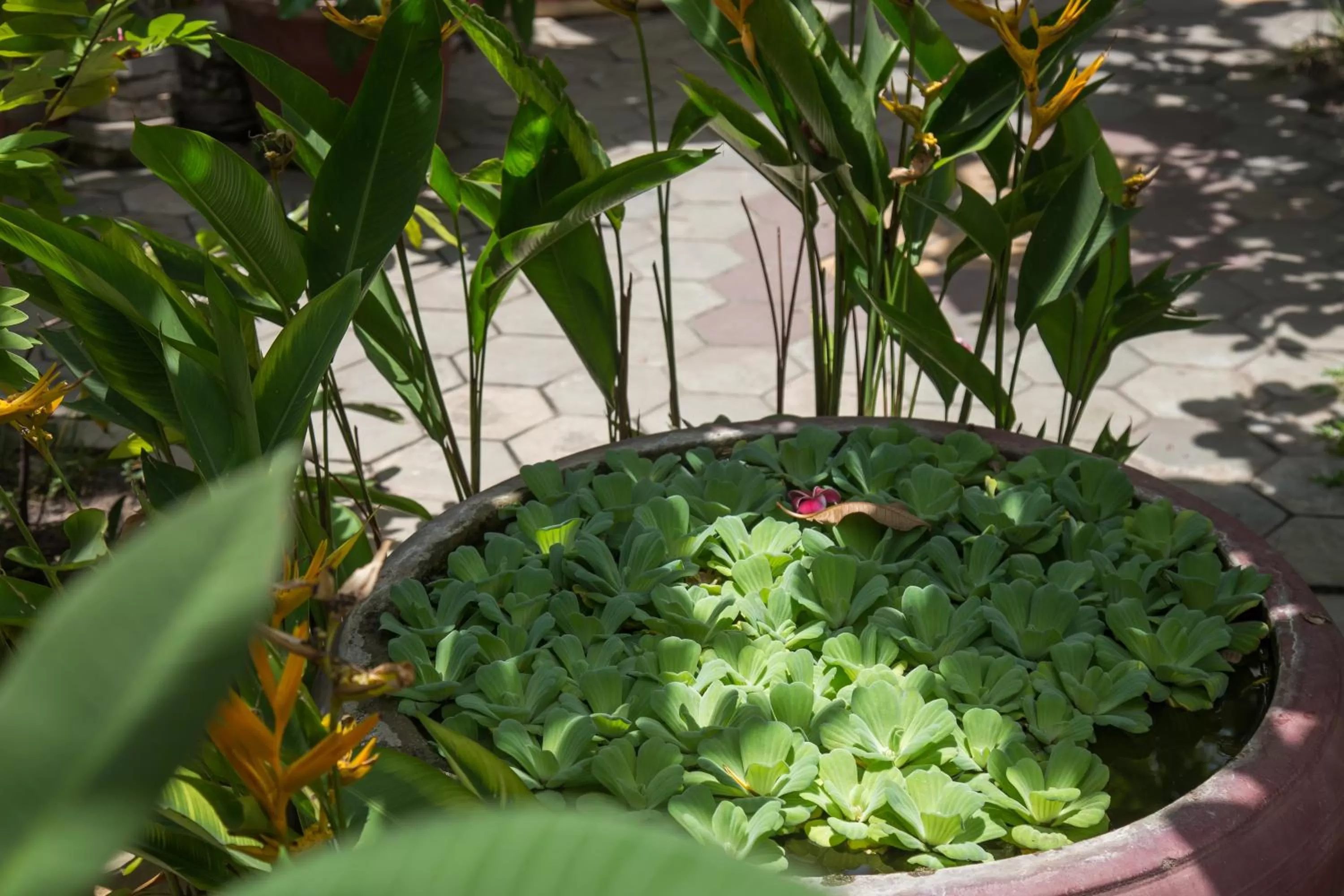 Garden in Side Walk Hotel