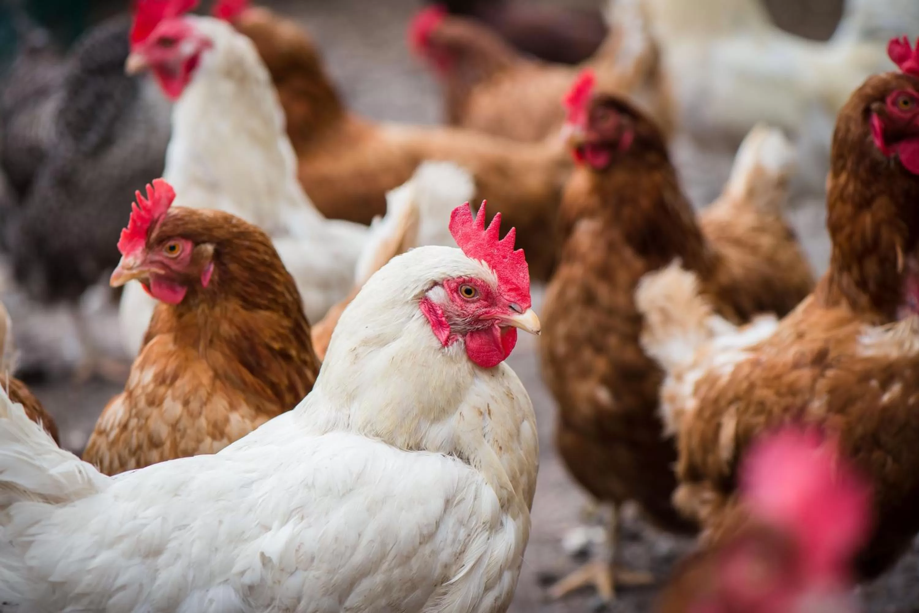 Pets in Gabriel House Guesthouse