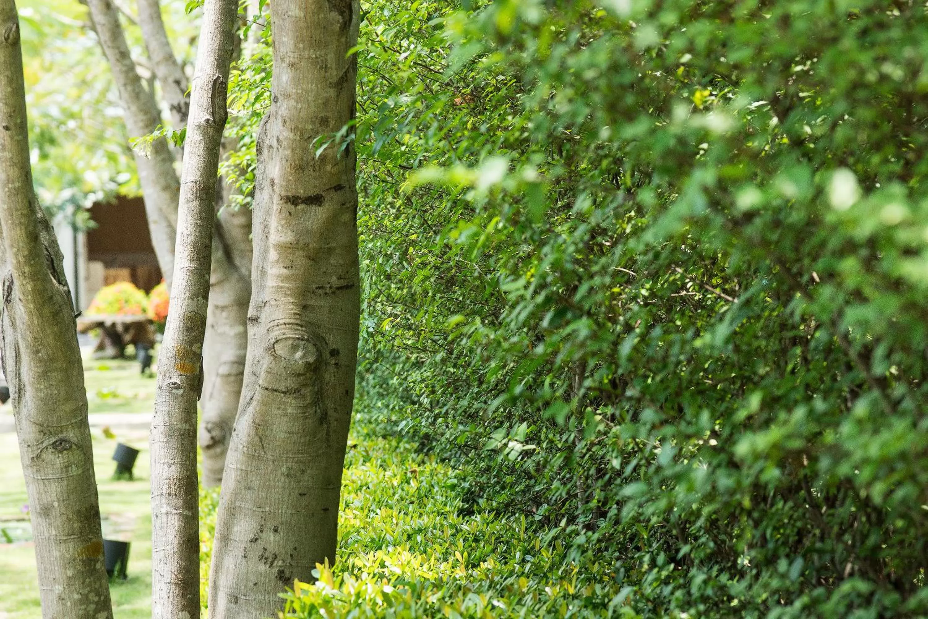 Garden in Kalanan Riverside Resort