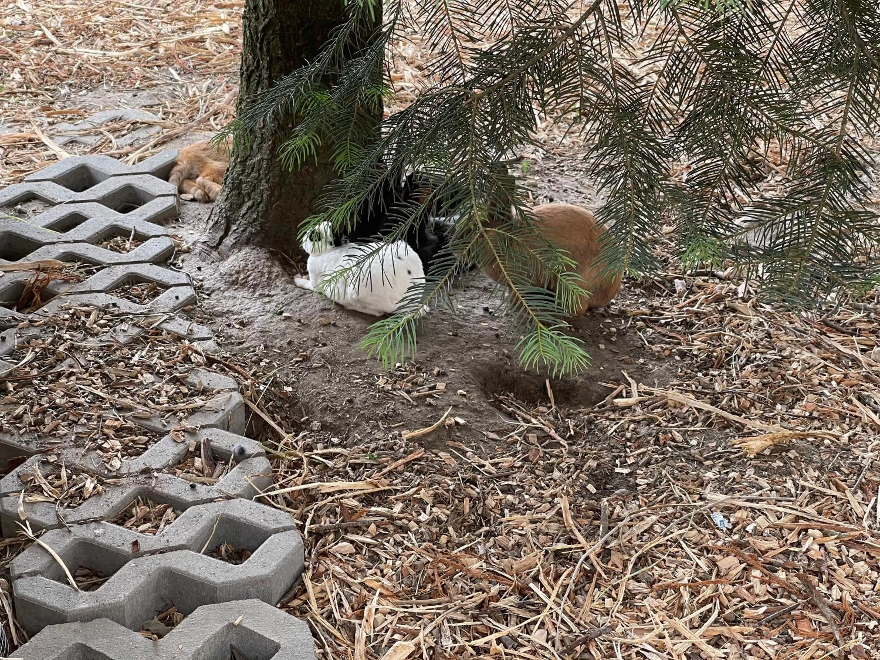 Animals in Hotel Lugsteinhof