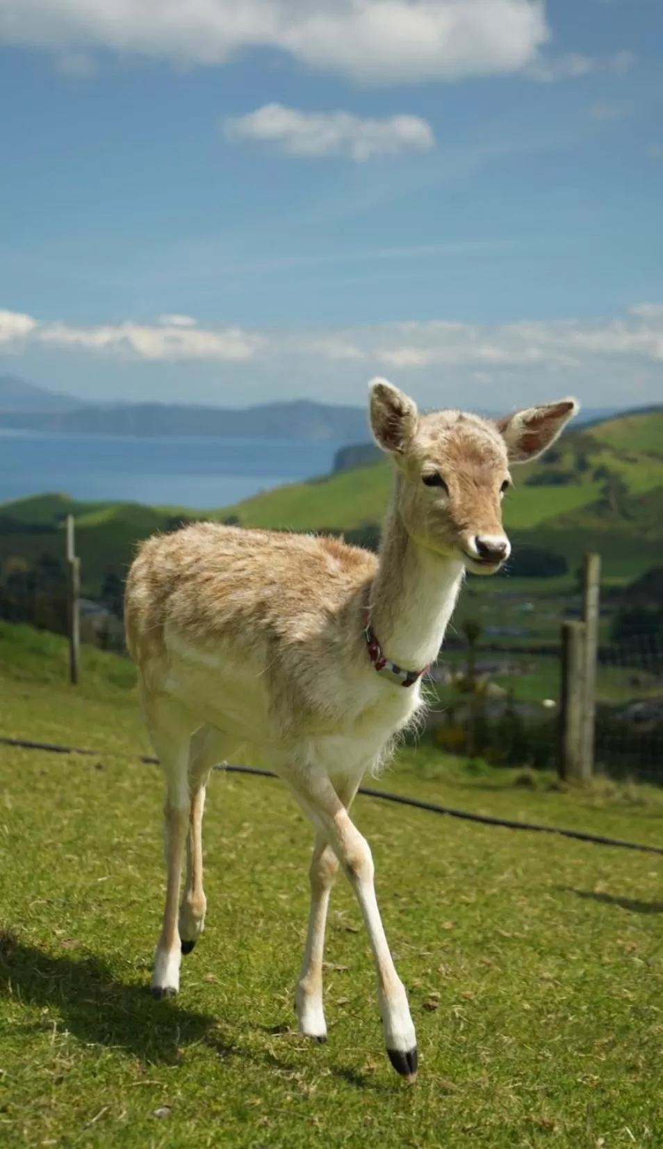 Pets in Hilltop Whakaipo Estate