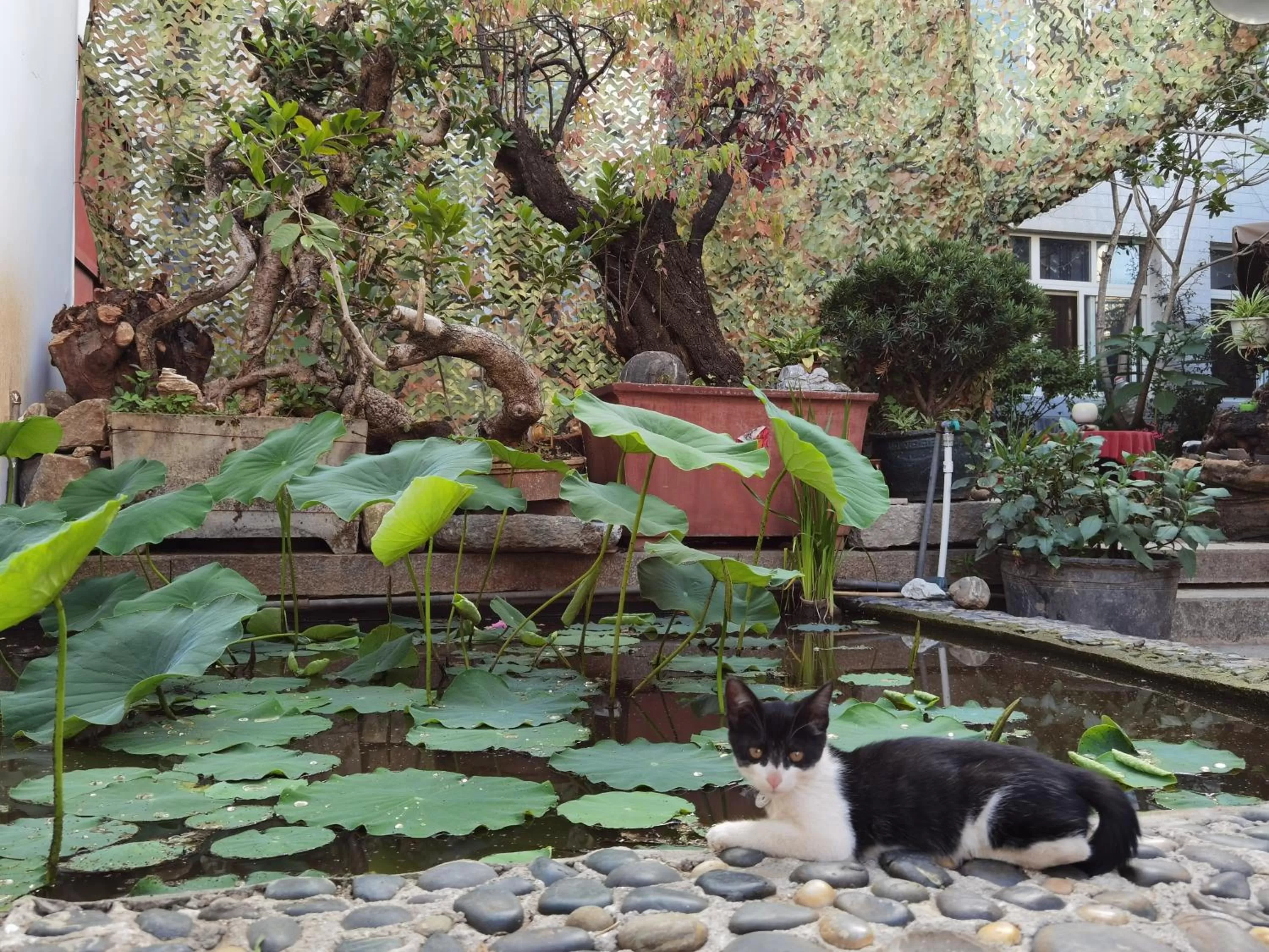 Pets in The Lily Pad Inn