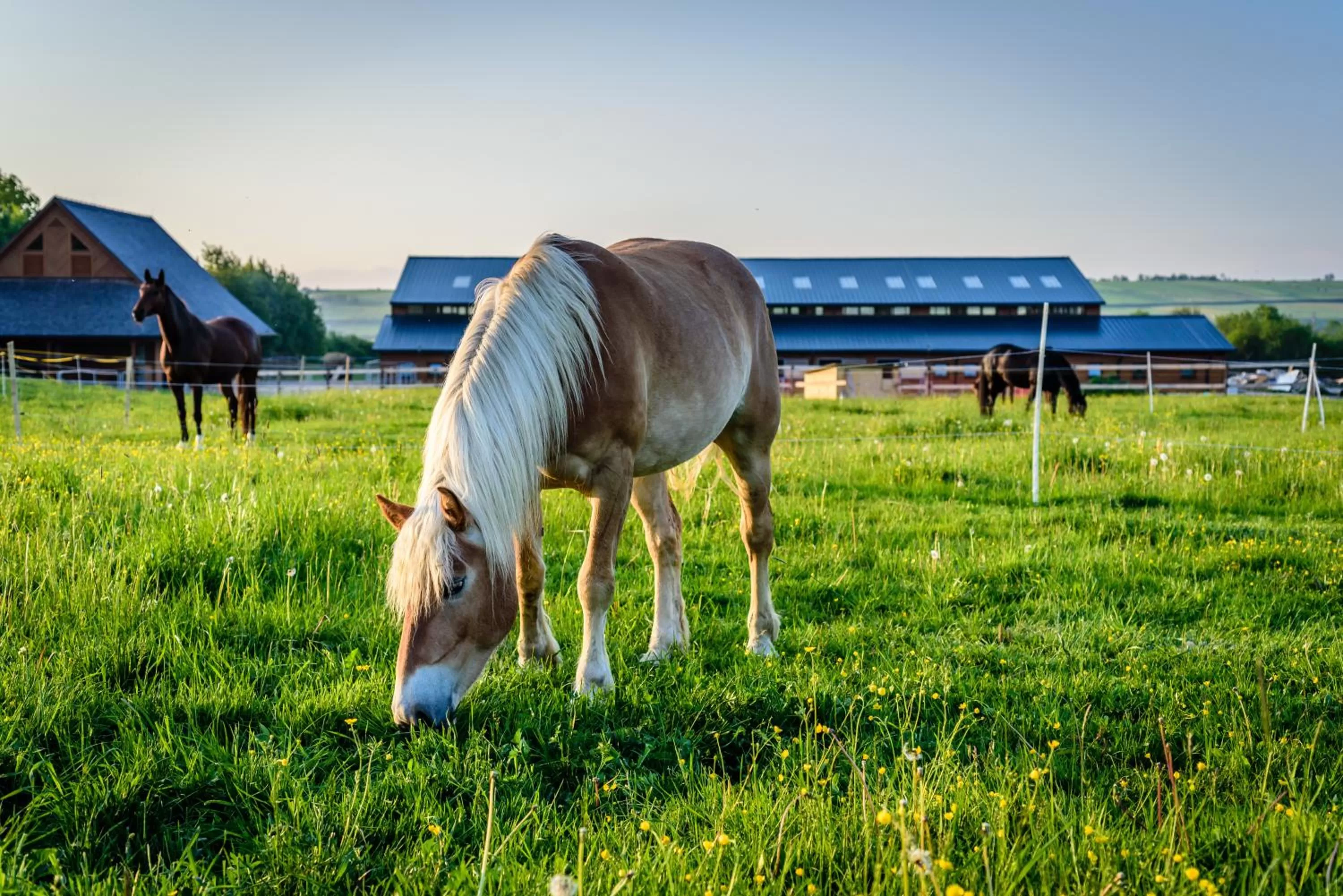 Horse-riding in Oravský Háj Garden Hotel & Resort