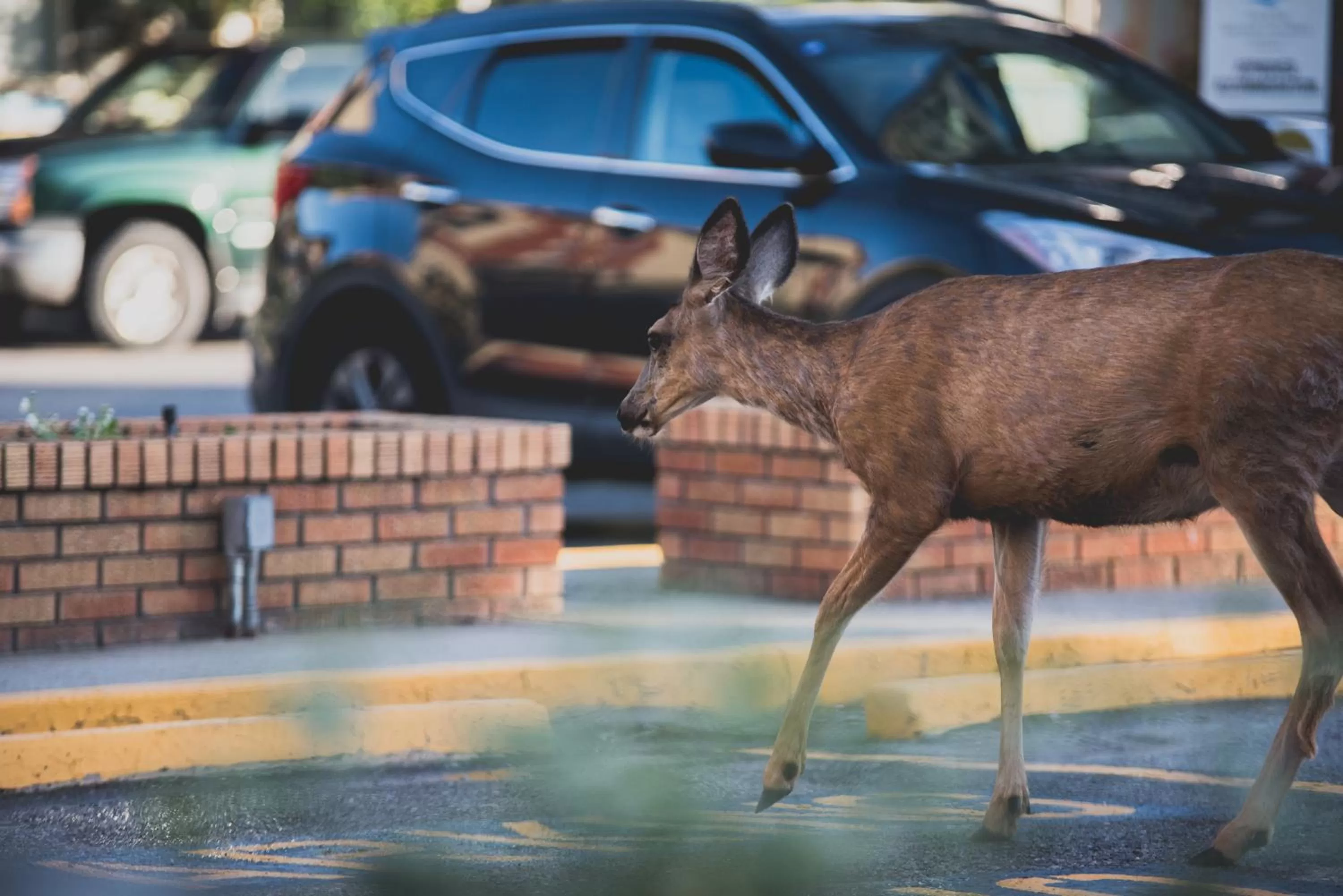 Animals, Swimming Pool in Radium Park Lodge
