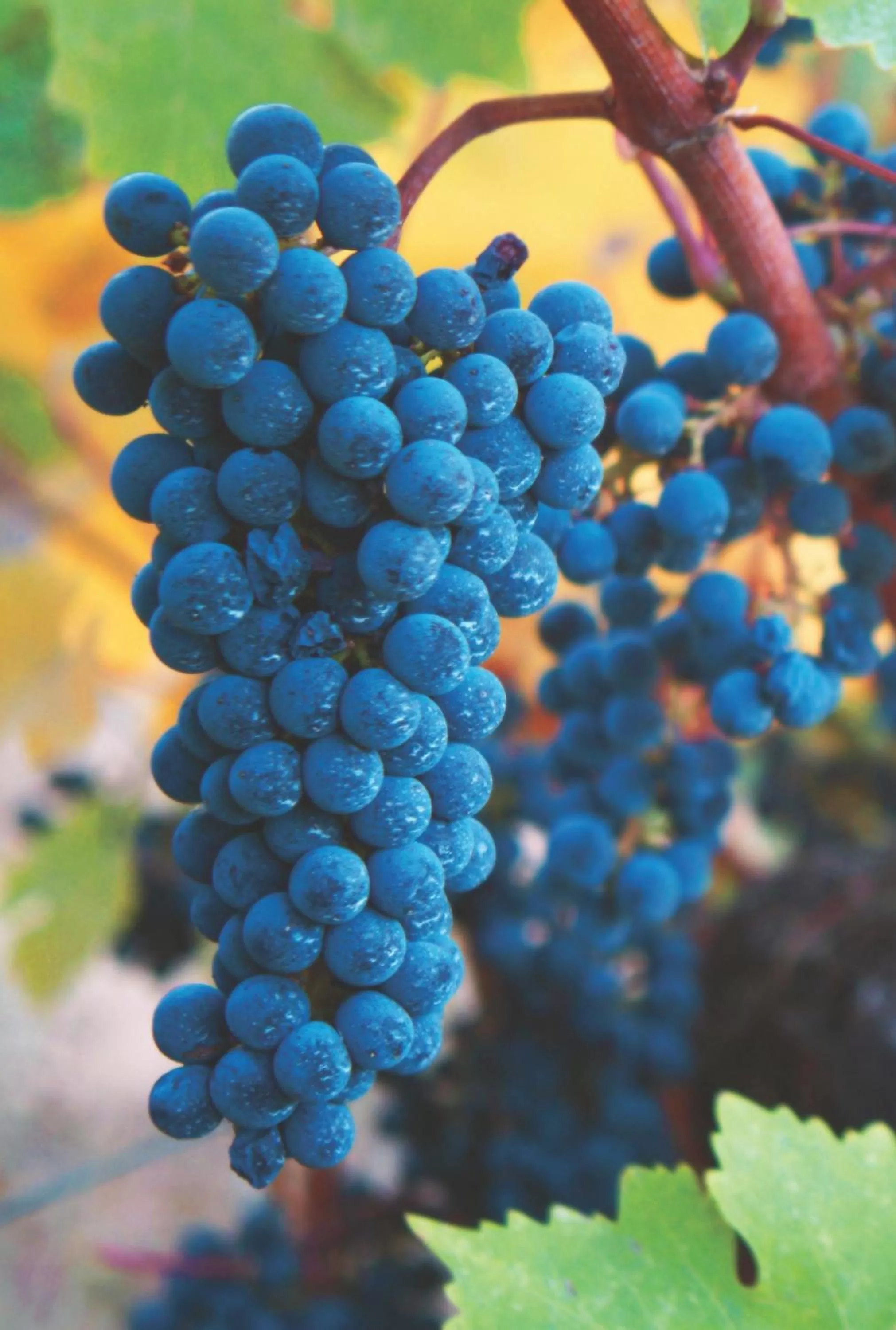 Other in Fairmont Sonoma Mission Inn & Spa