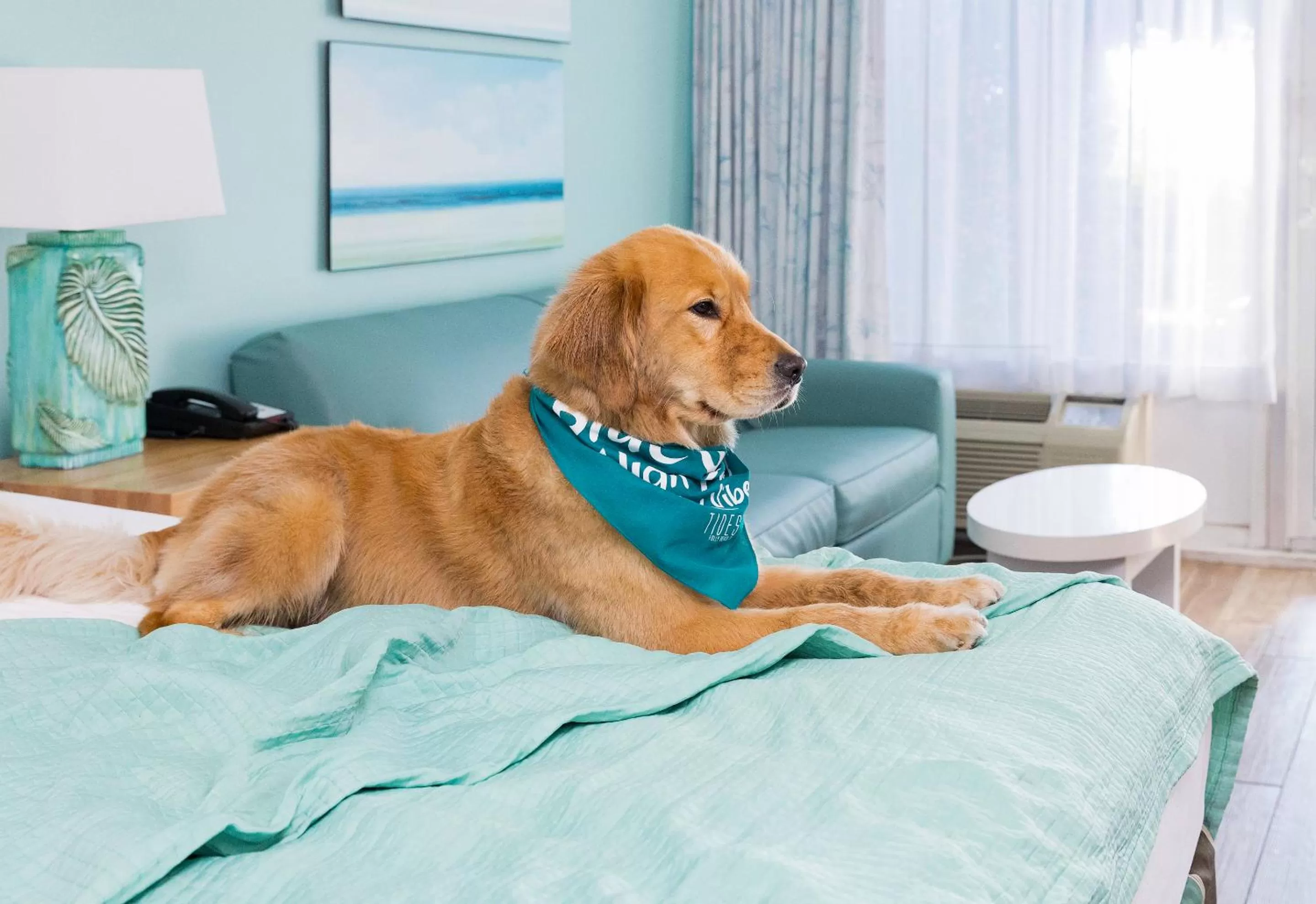 Pets, Bed in Tides Folly Beach, Charleston's Oceanfront Hotel
