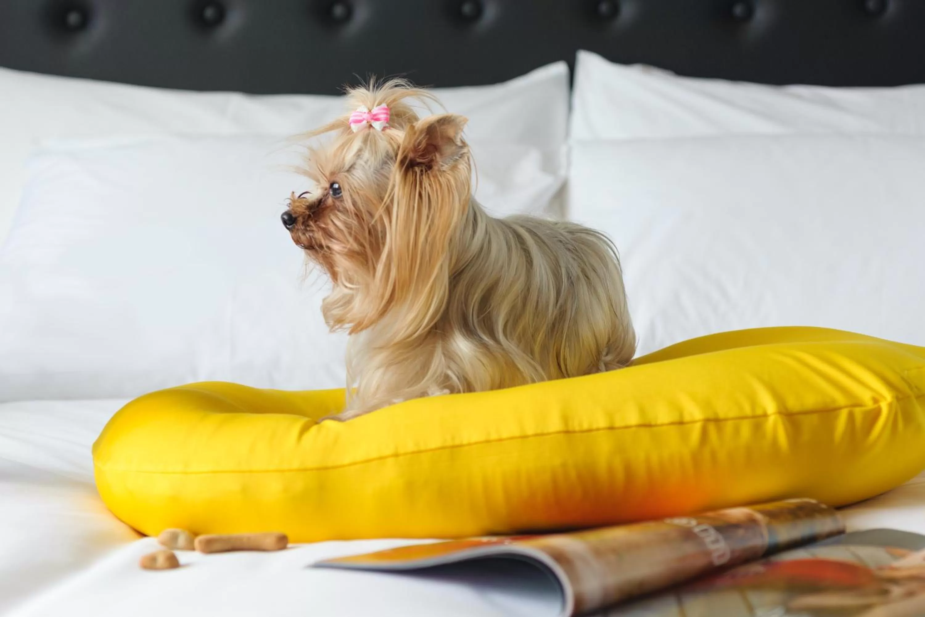 Pets in NYX Tel Aviv