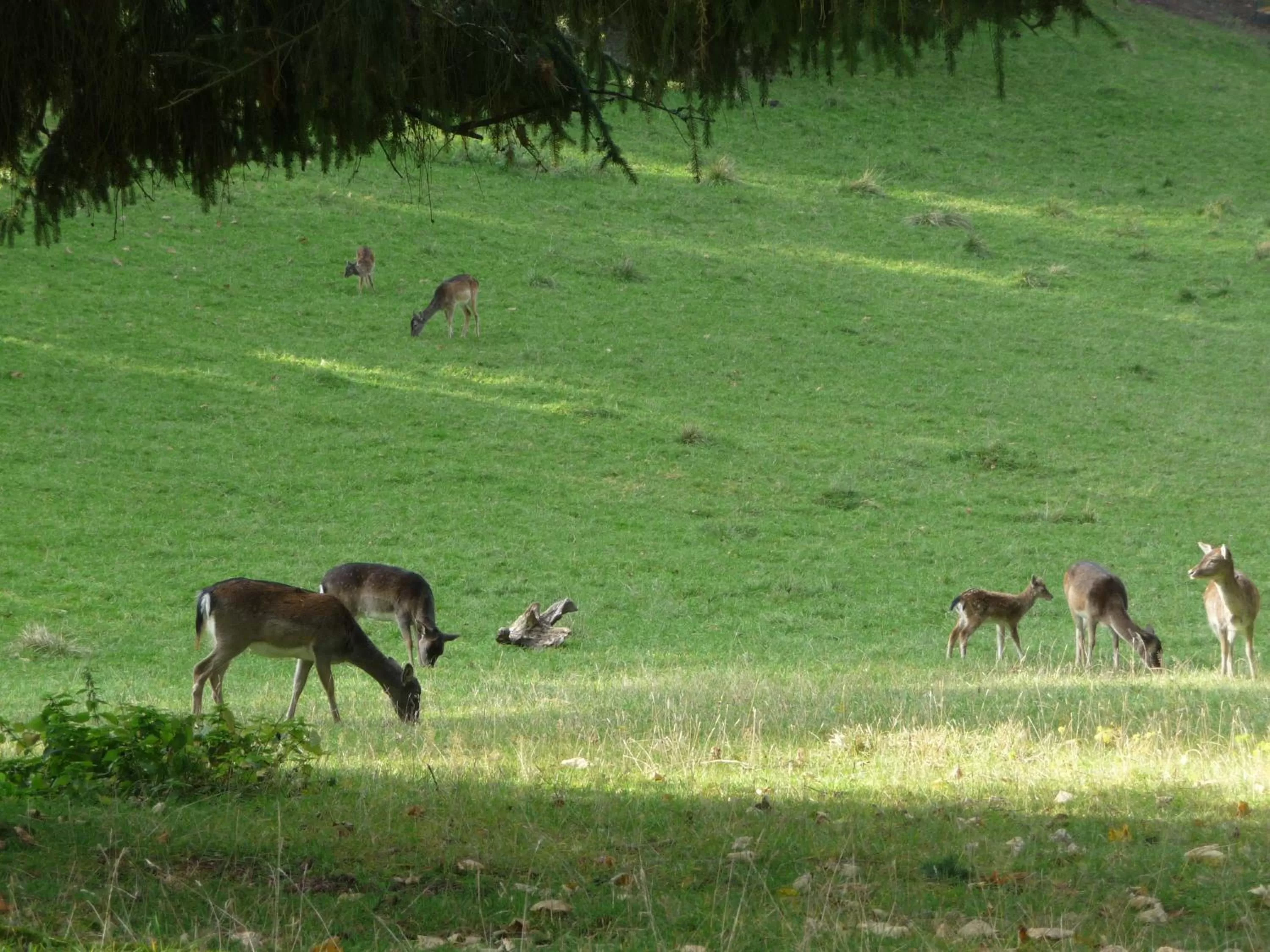 Bird's eye view, Other Animals in Zum Roten Hirsch im Grünen Wald