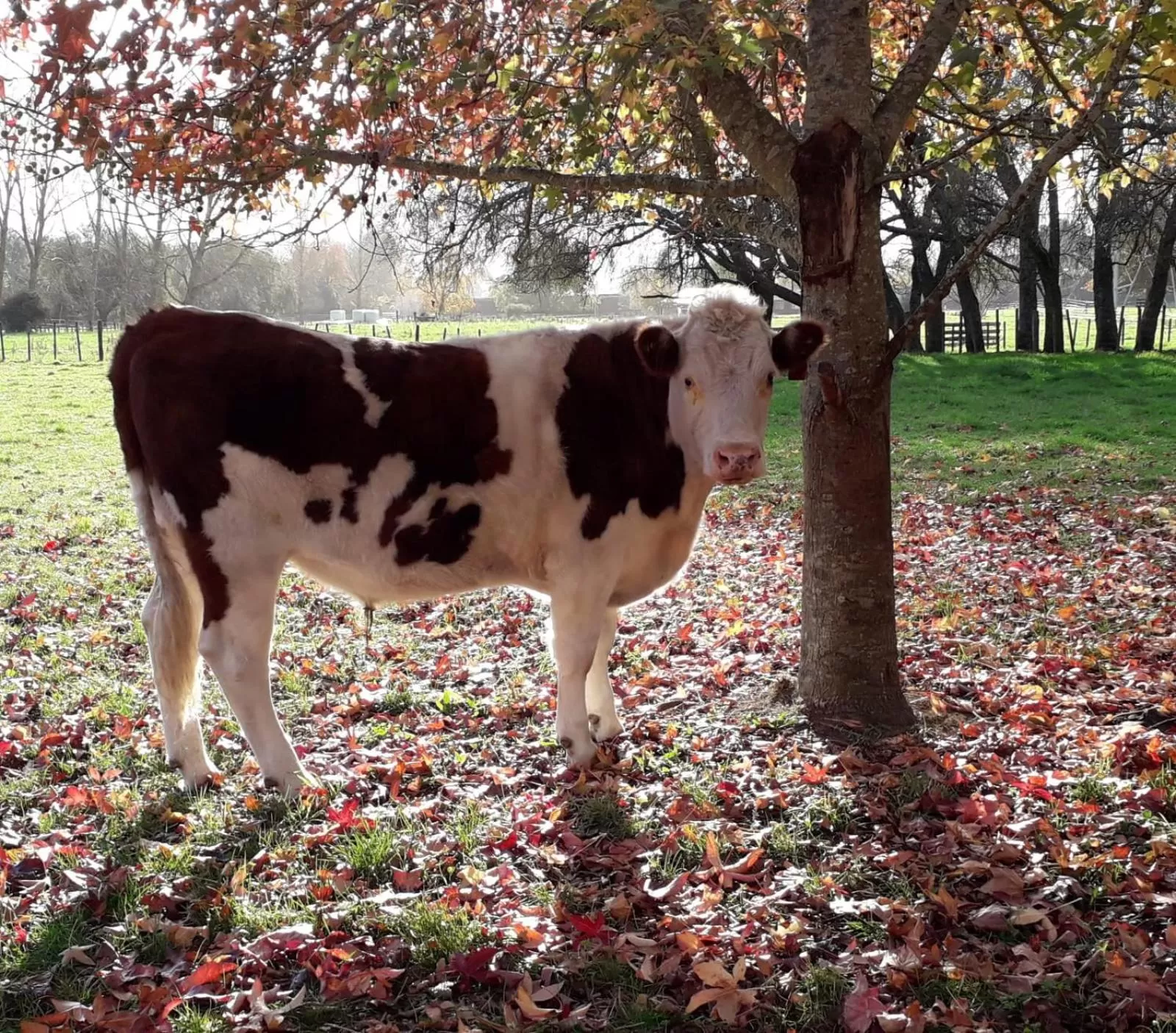 Animals in Korbaylen Estate