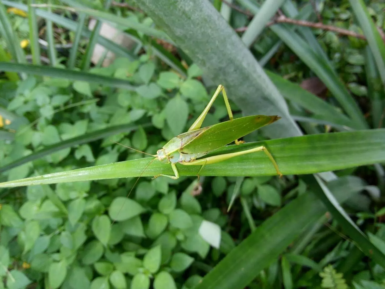Property building in Koh Kood Little Hut