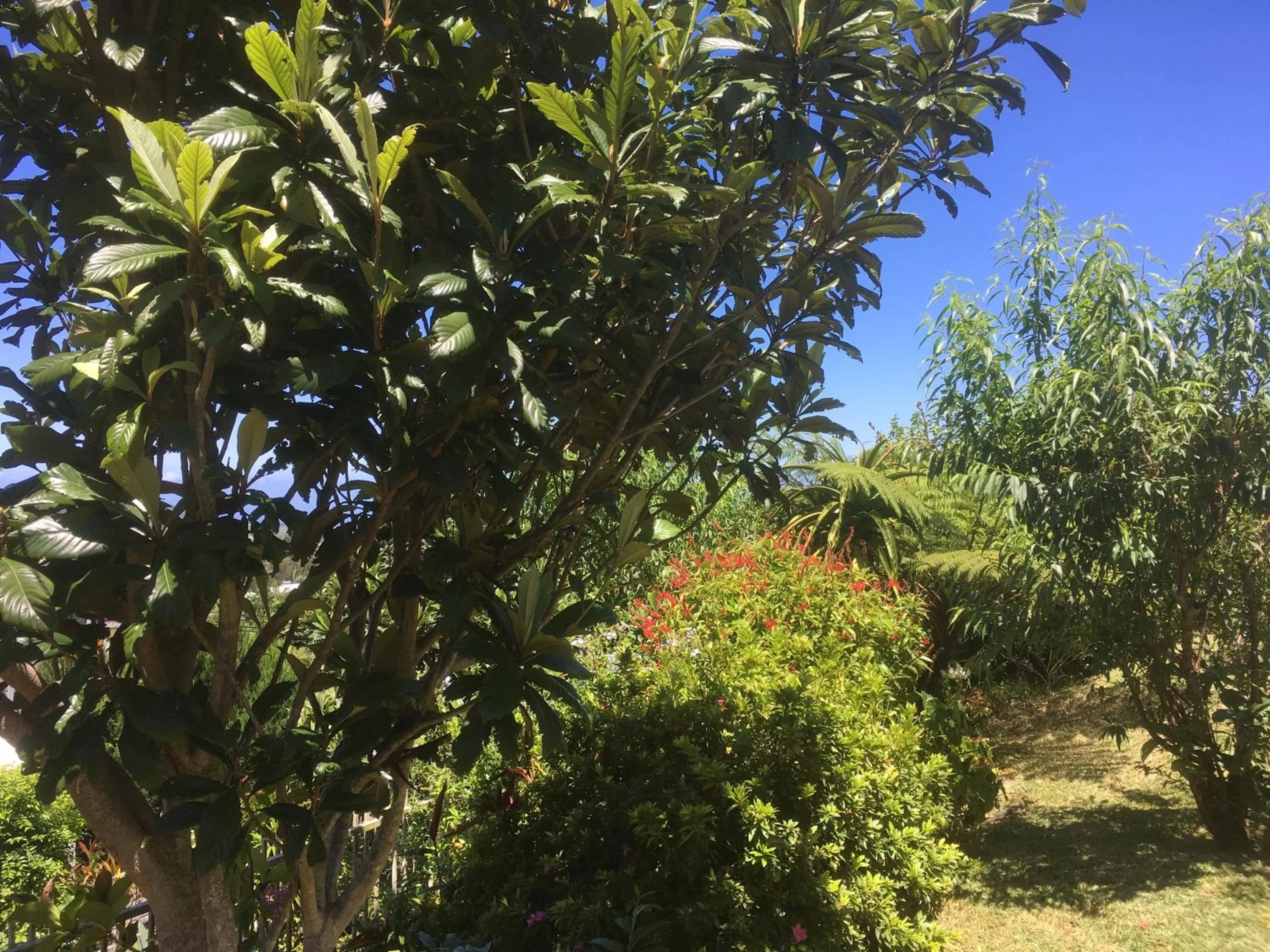 Garden in Caloupilé