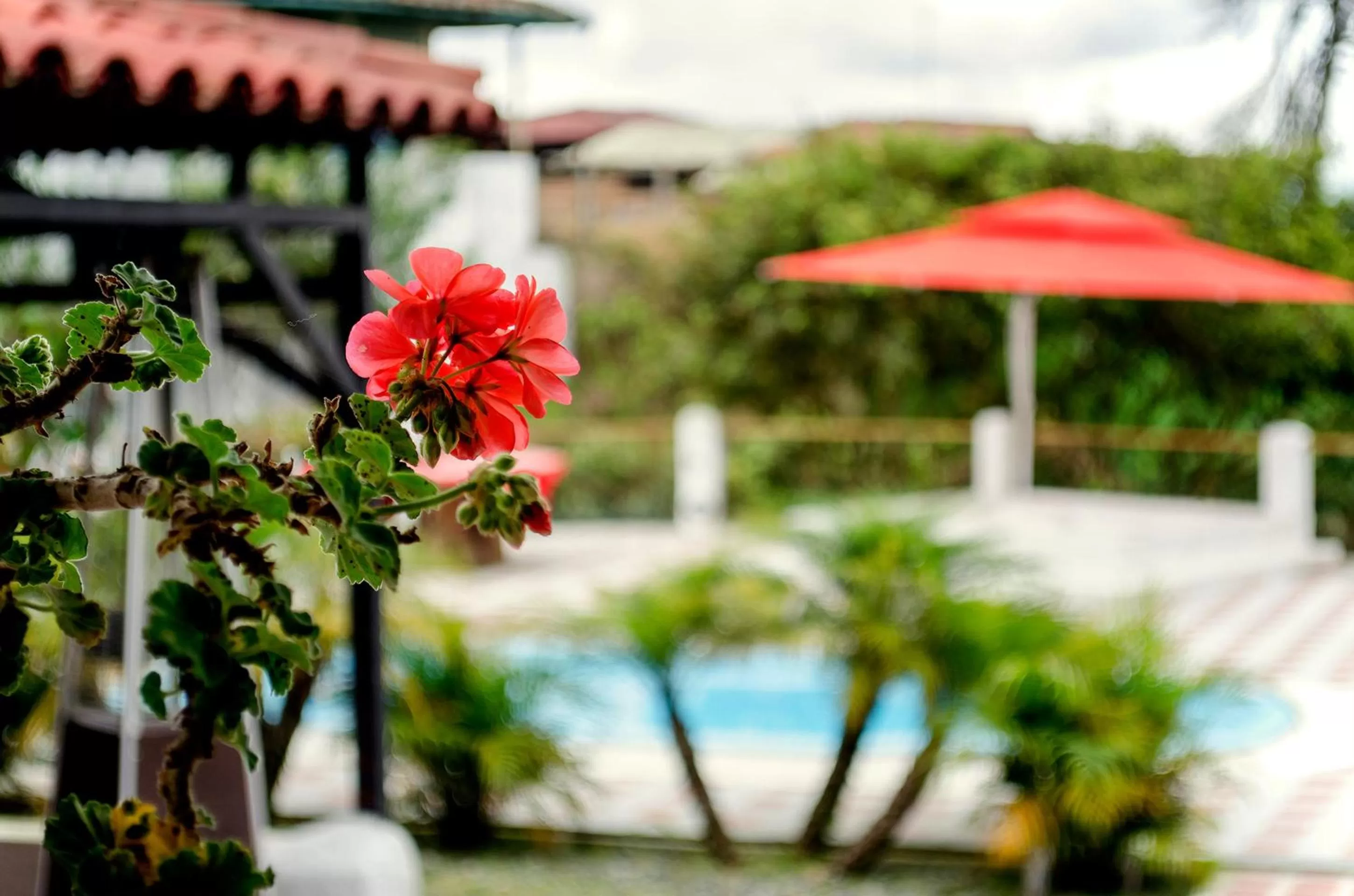 Photo of the whole room, Swimming Pool in Finca Campestre La Adelita B&B