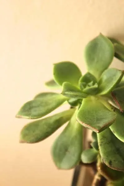 Decorative detail in Palm Beach Guesthouse