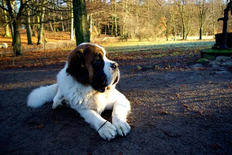 Pets in Trolleberg Bed & Breakfast