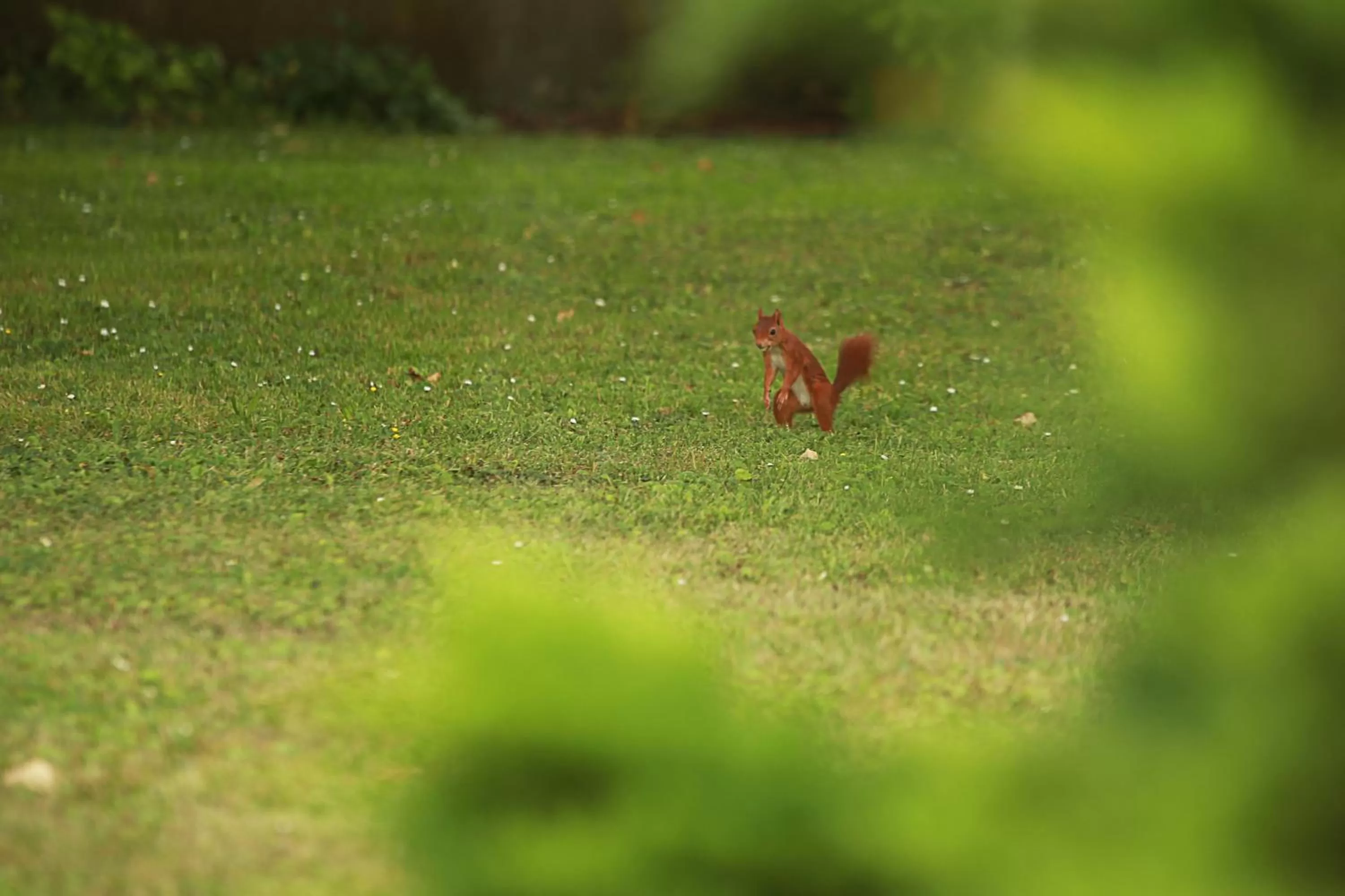 Garden in Les Rêves de Flamboin