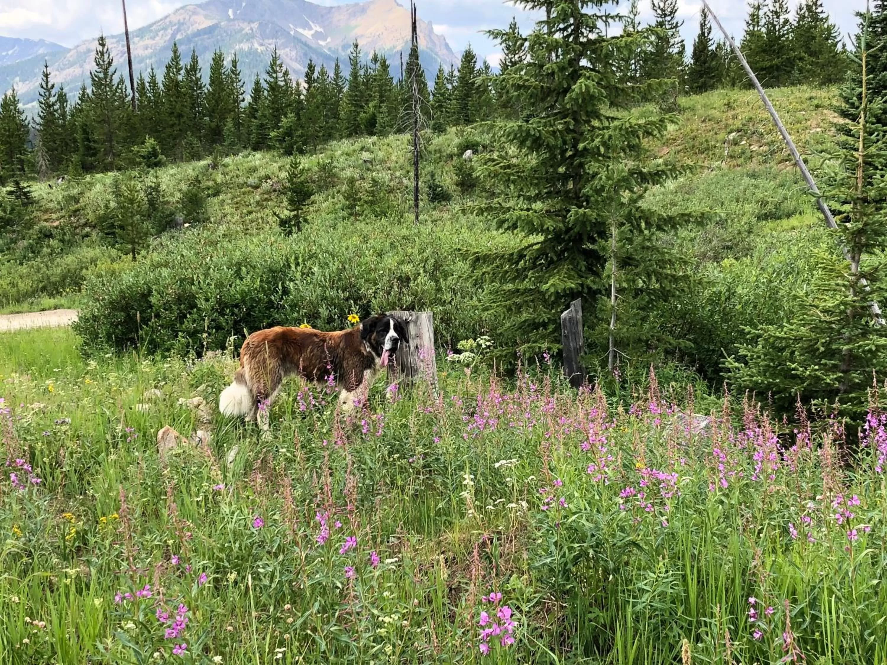 Summer in Antlers Lodge