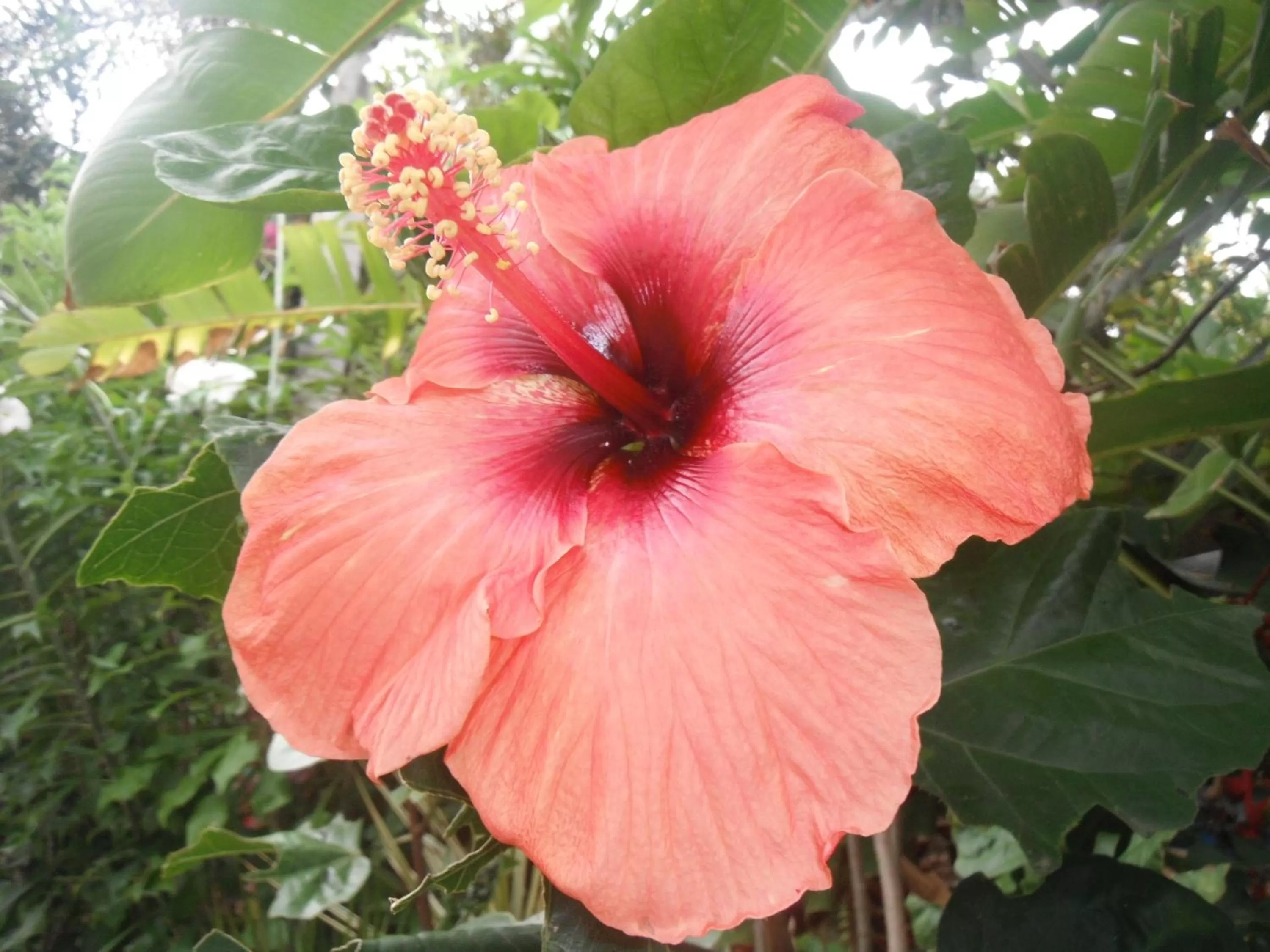 Garden in Classique International in Dominica