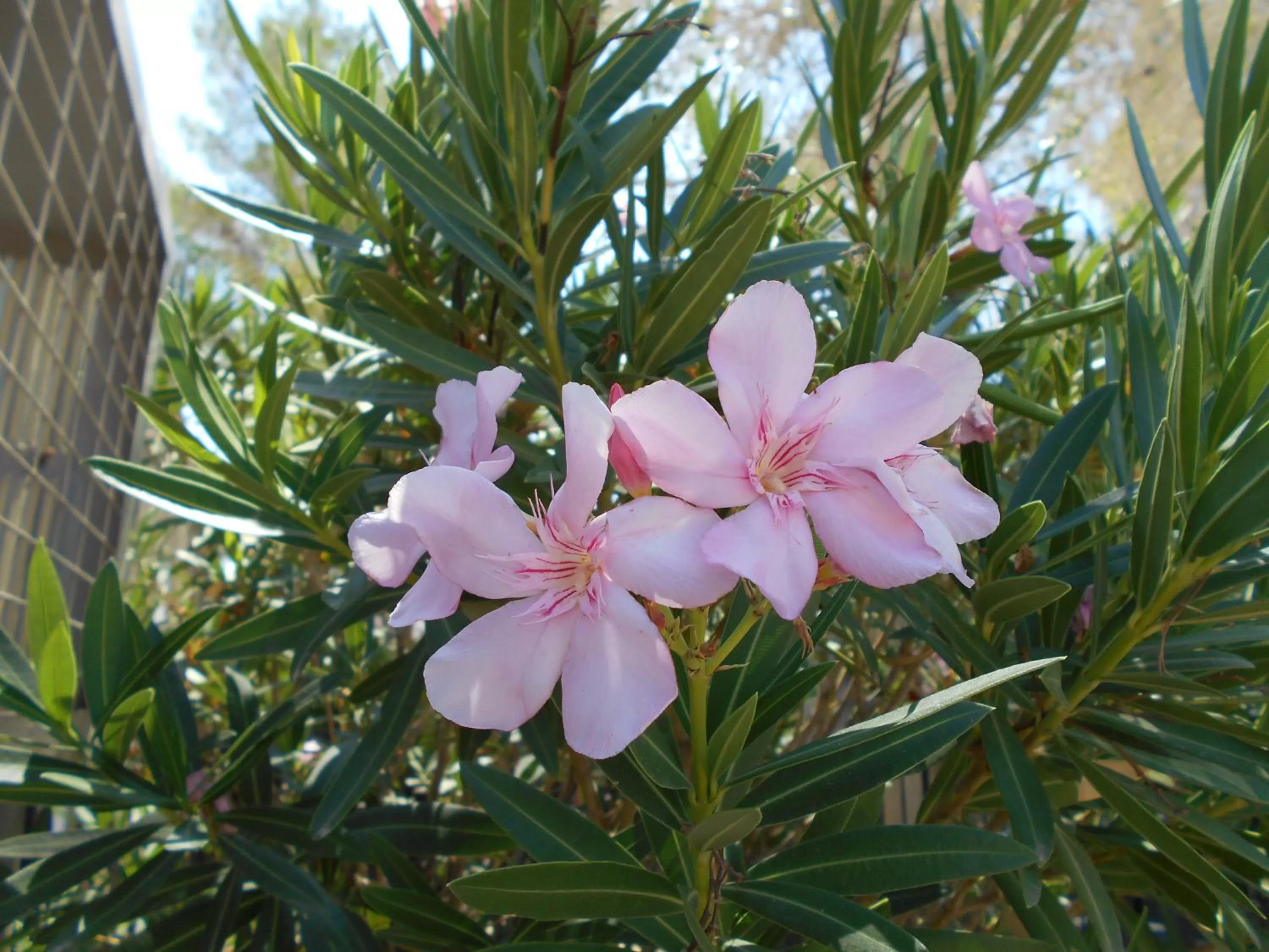Other in Atomic Inn Beatty Near Death Valley