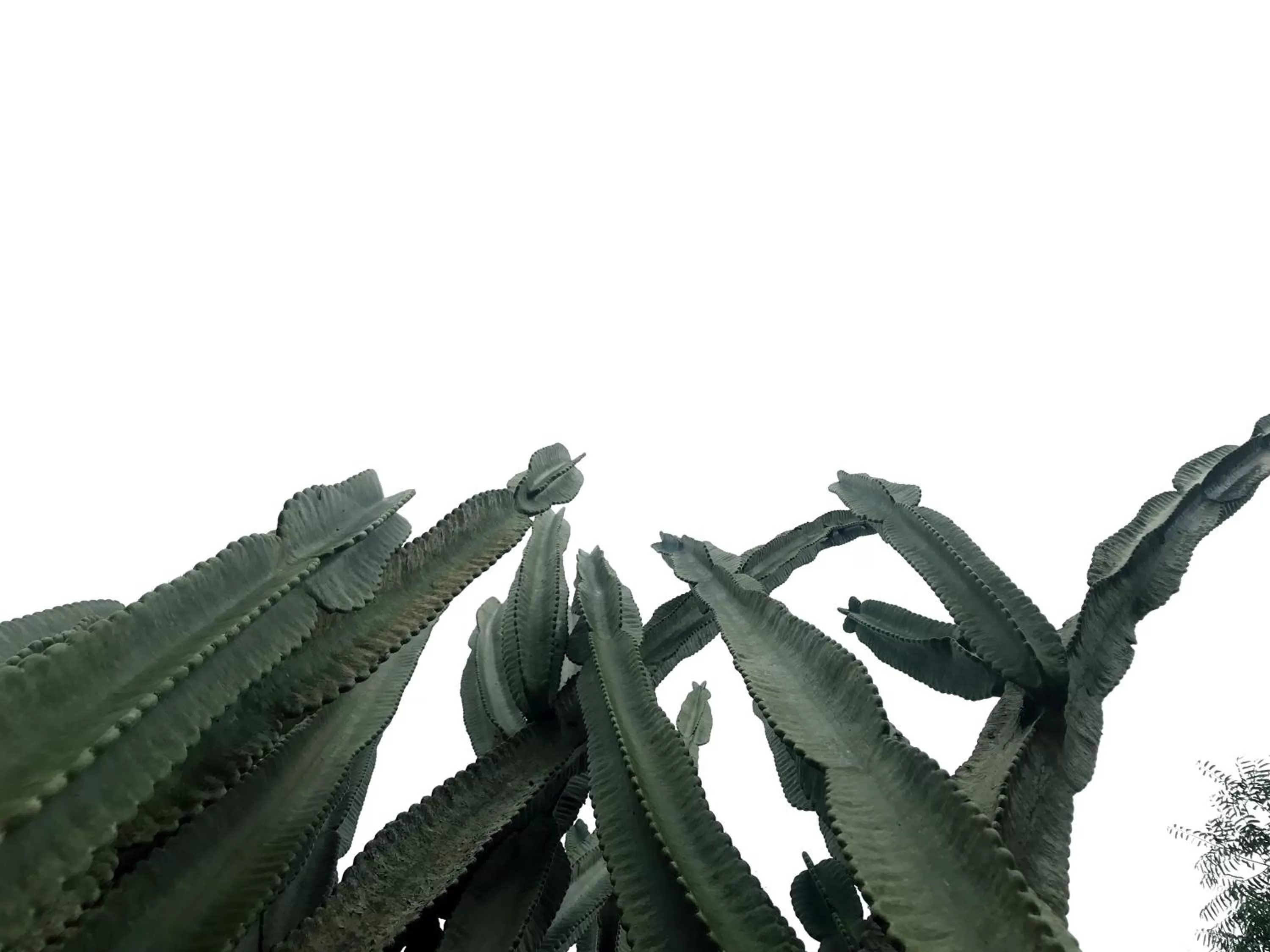 Garden in Waka Hotel Rural