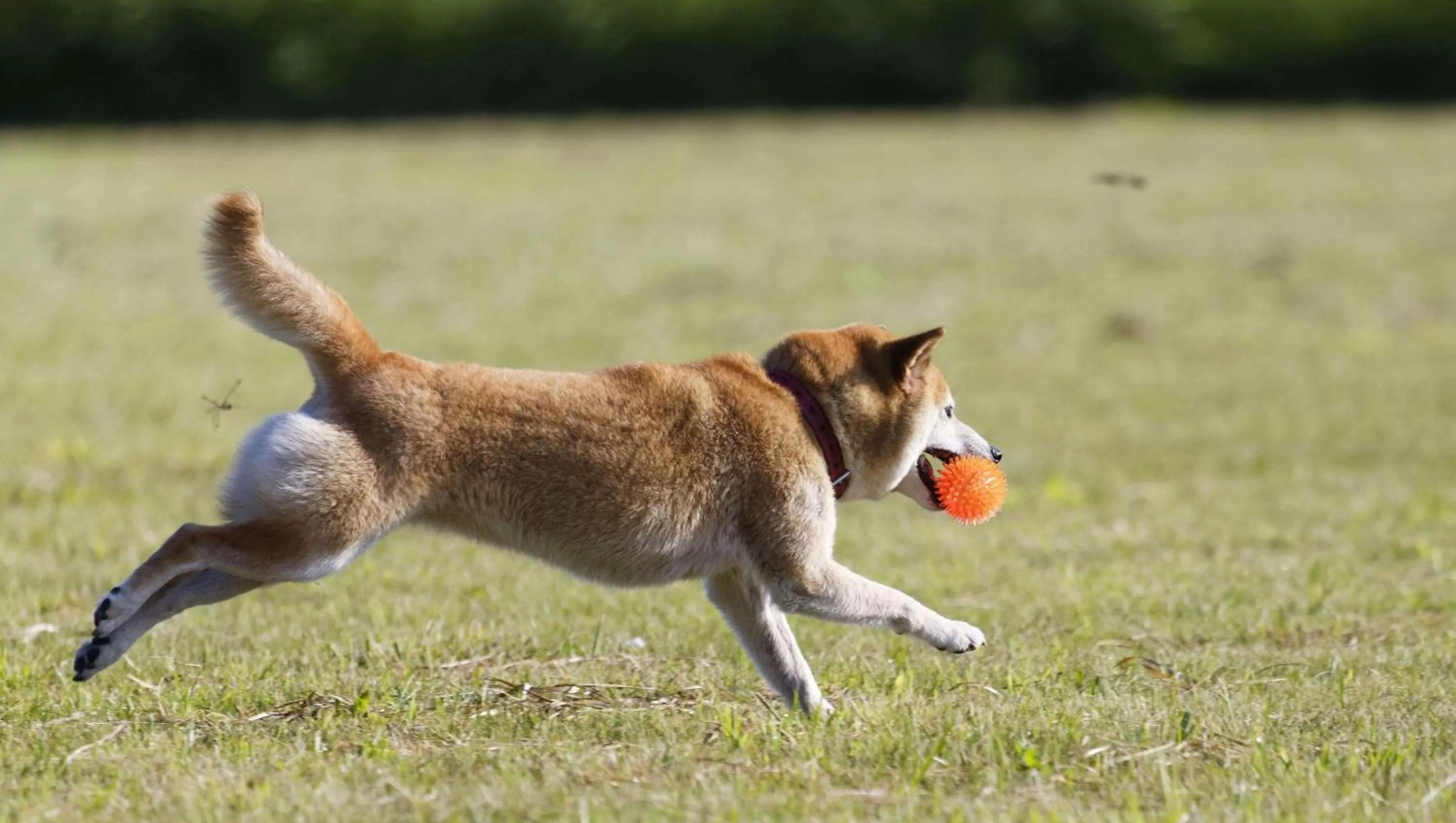 Pets in Studios and Suites 4 Less Emporia