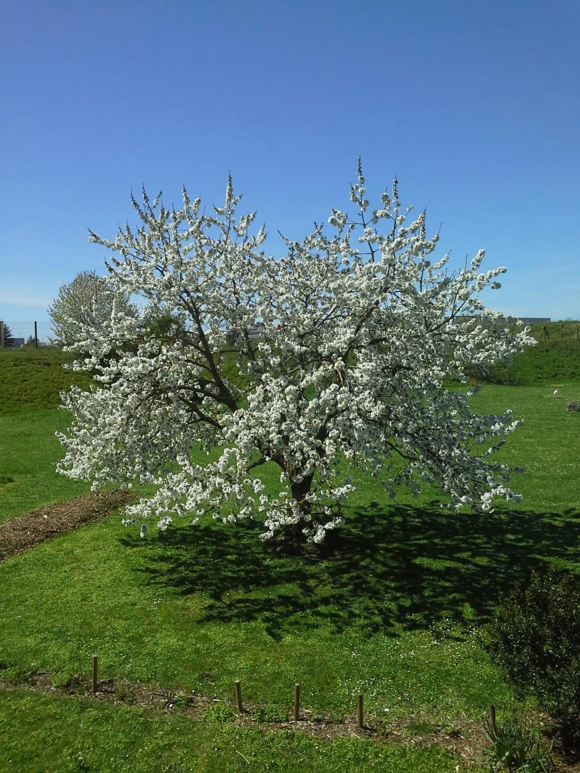 Garden view in Contact Hôtel Come Inn