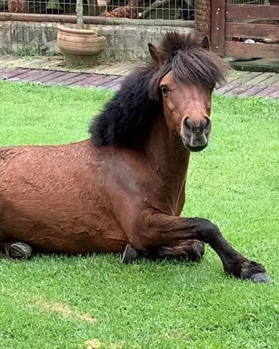 Animals, Pets in Pousada Fazendinha Unamar