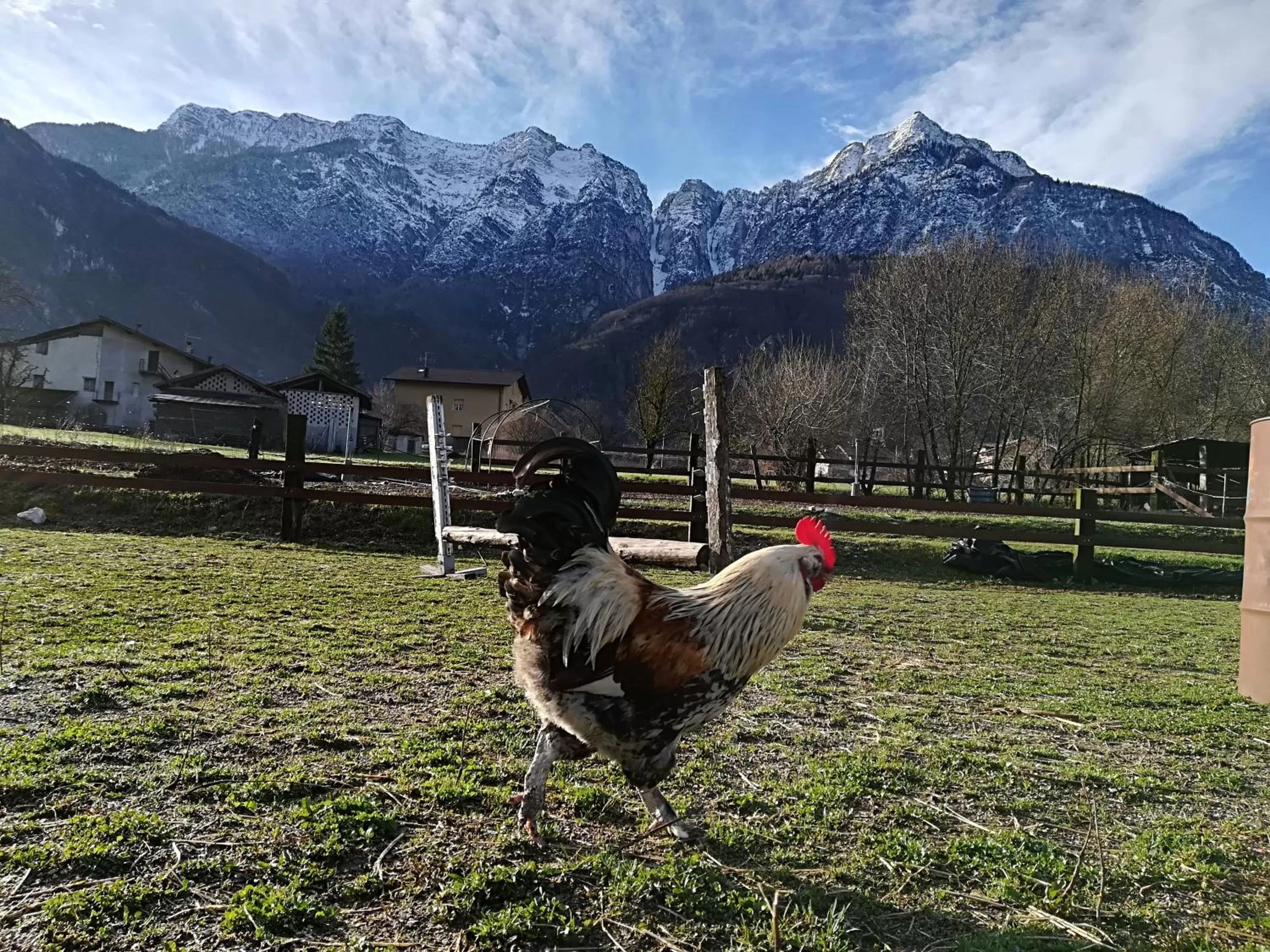 Other in Agritur Airone Bed & Camping