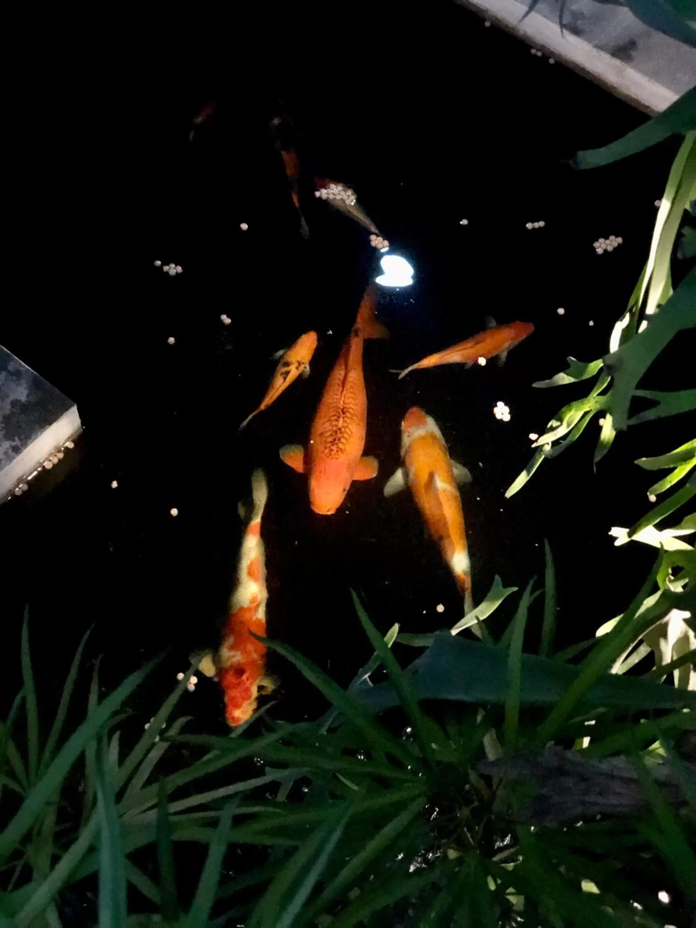 Garden in The Hidden Bali Inn