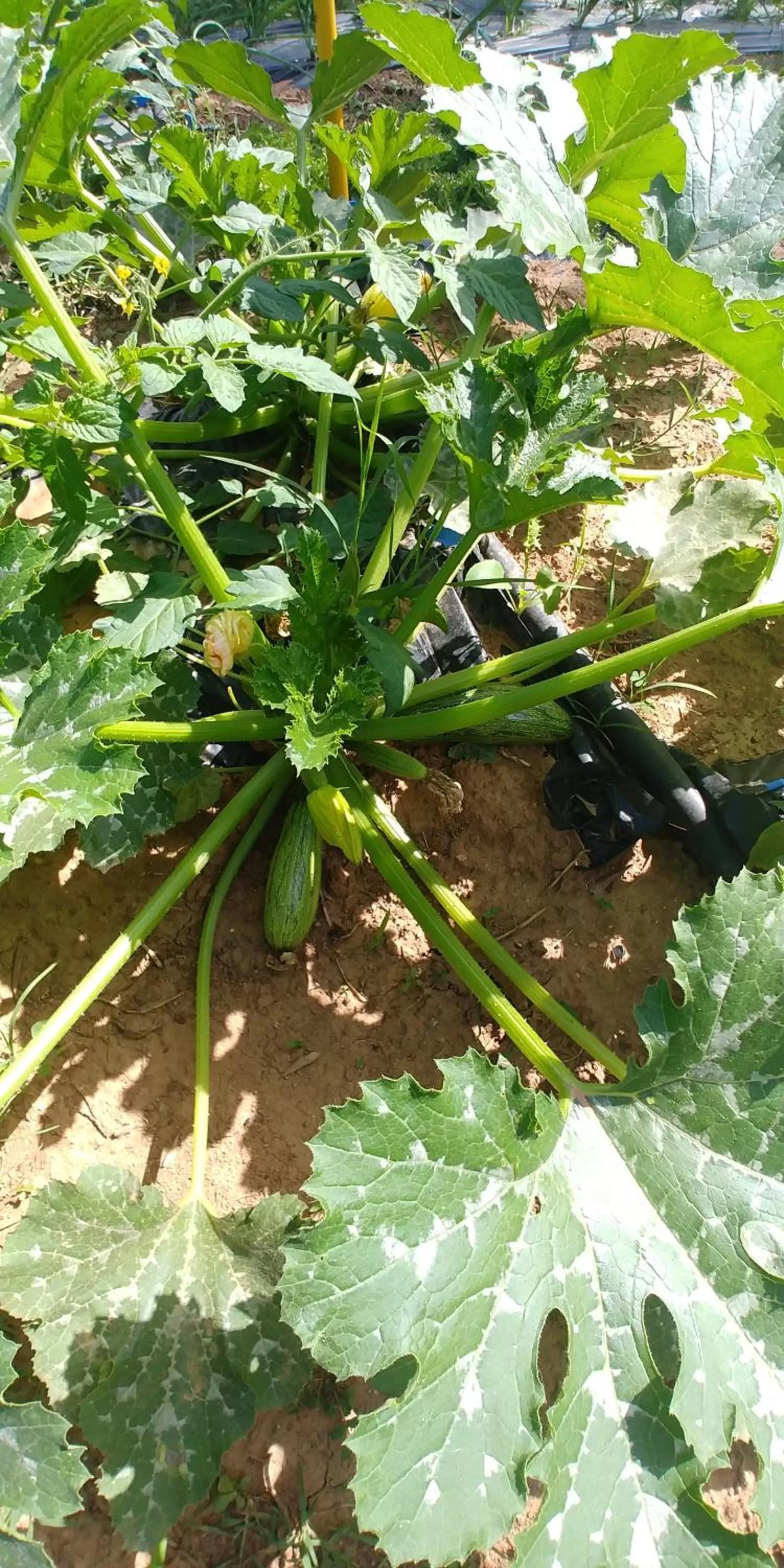 Garden in La Piana degli Ulivi